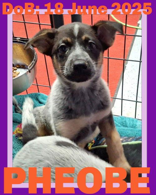 PHOEBE, Adopted, Puppy Female Australian Cattle Dog / Blue Heeler.