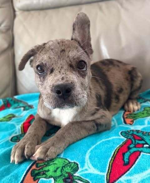Nellie, Adopted, Puppy Female French Bulldog.