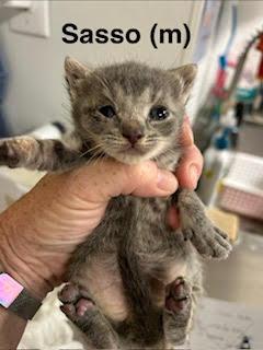 Sasso, Adoptable, Kitten Female Domestic Short Hair.
