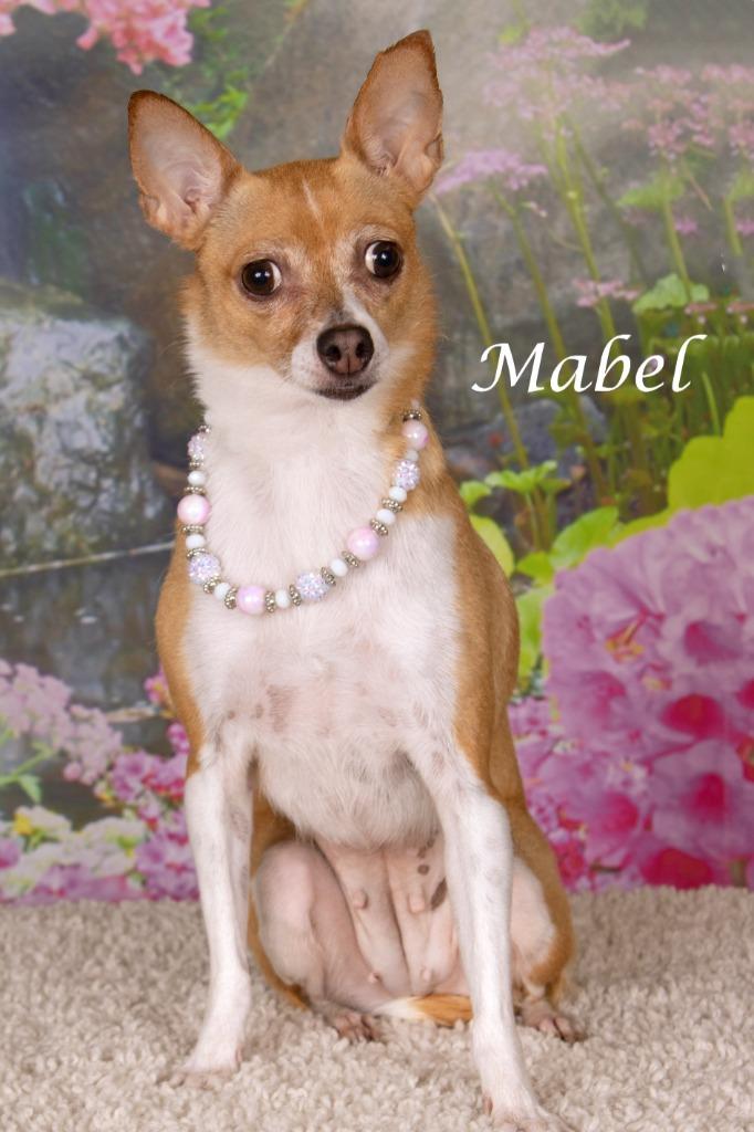Mabel, Adoptable, Adult Female Chihuahua & Shepherd.