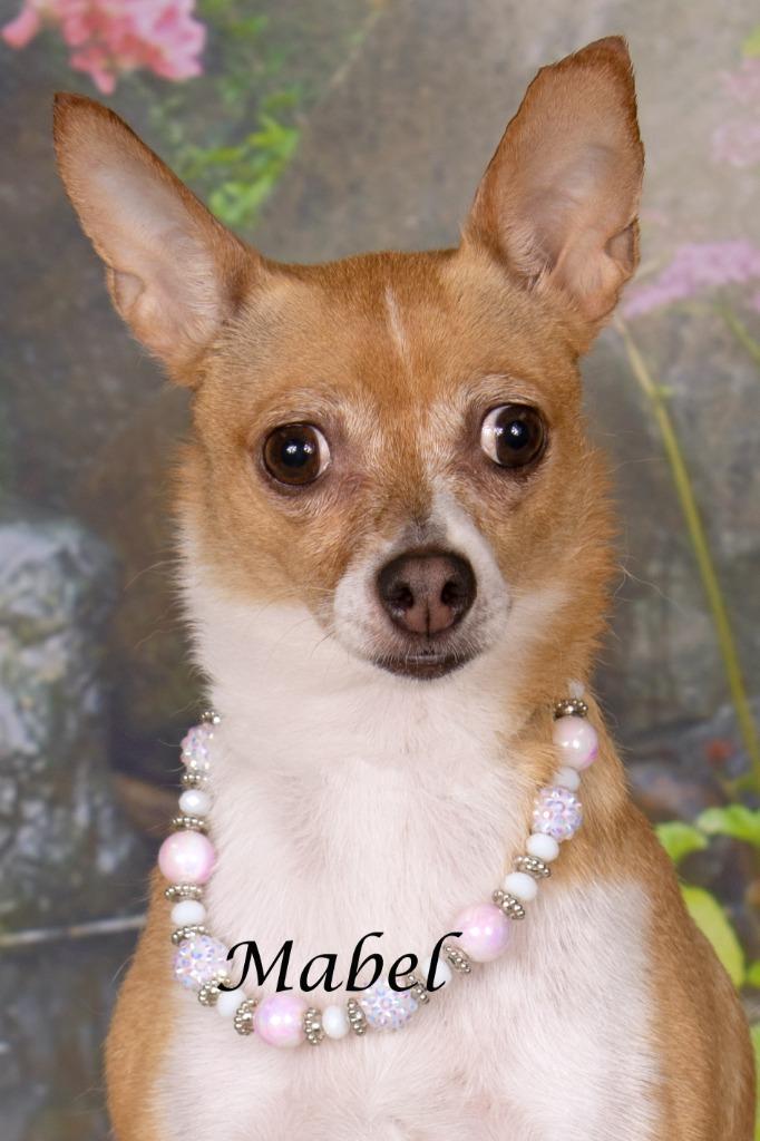 Enlarge Mabel, a Adoptable mixed breed in Gilbert, AZ image 2/3