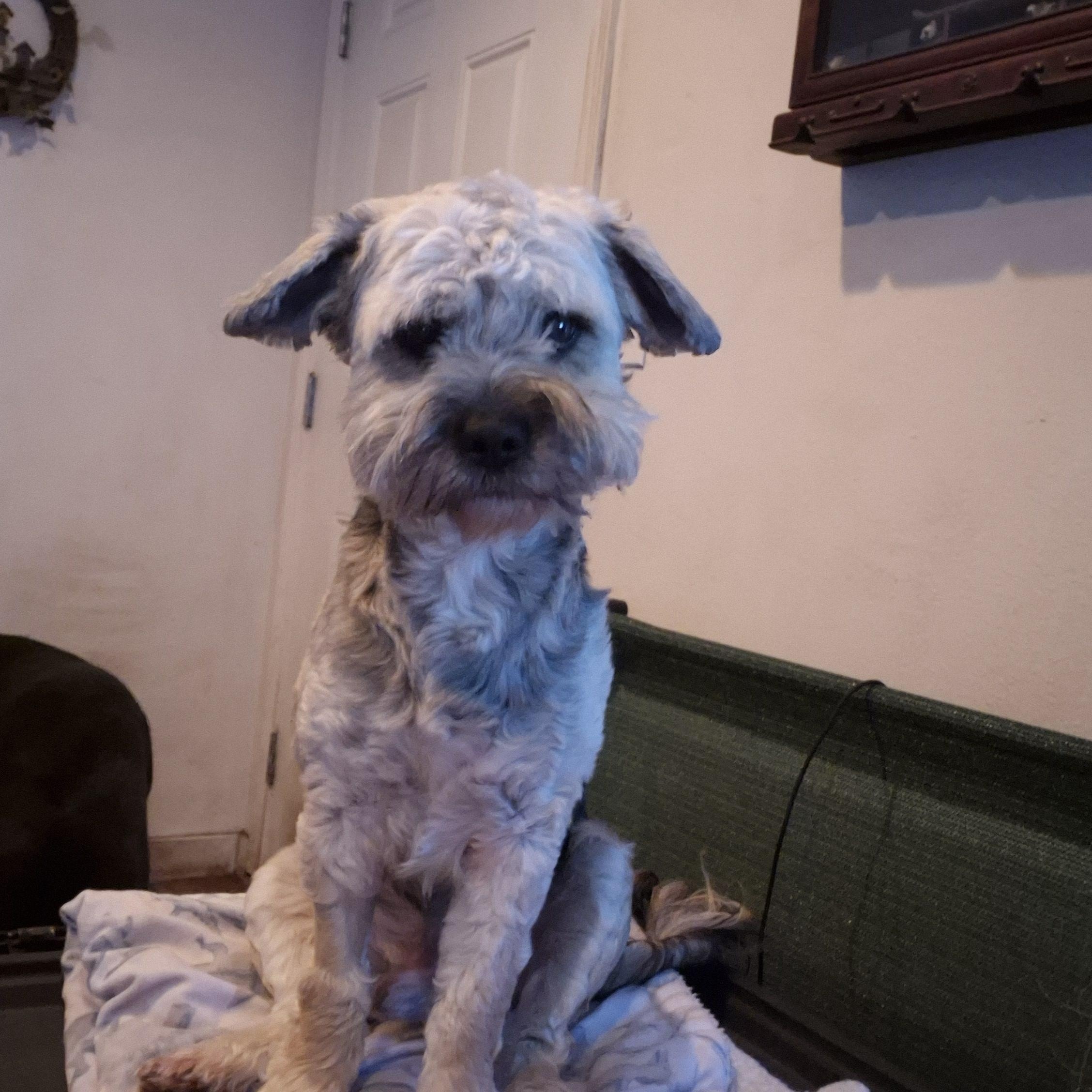 Enlarge Wakko , an adoptable mixed breed in Olympia, WA image 1/2