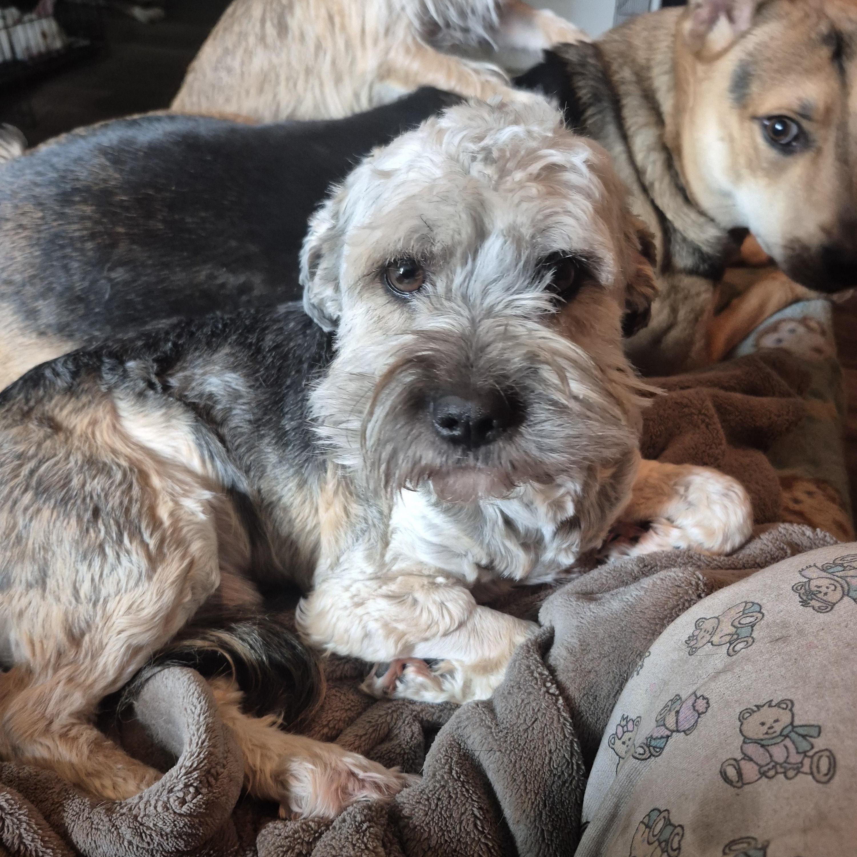 Enlarge Wakko , an adoptable mixed breed in Olympia, WA image 2/2