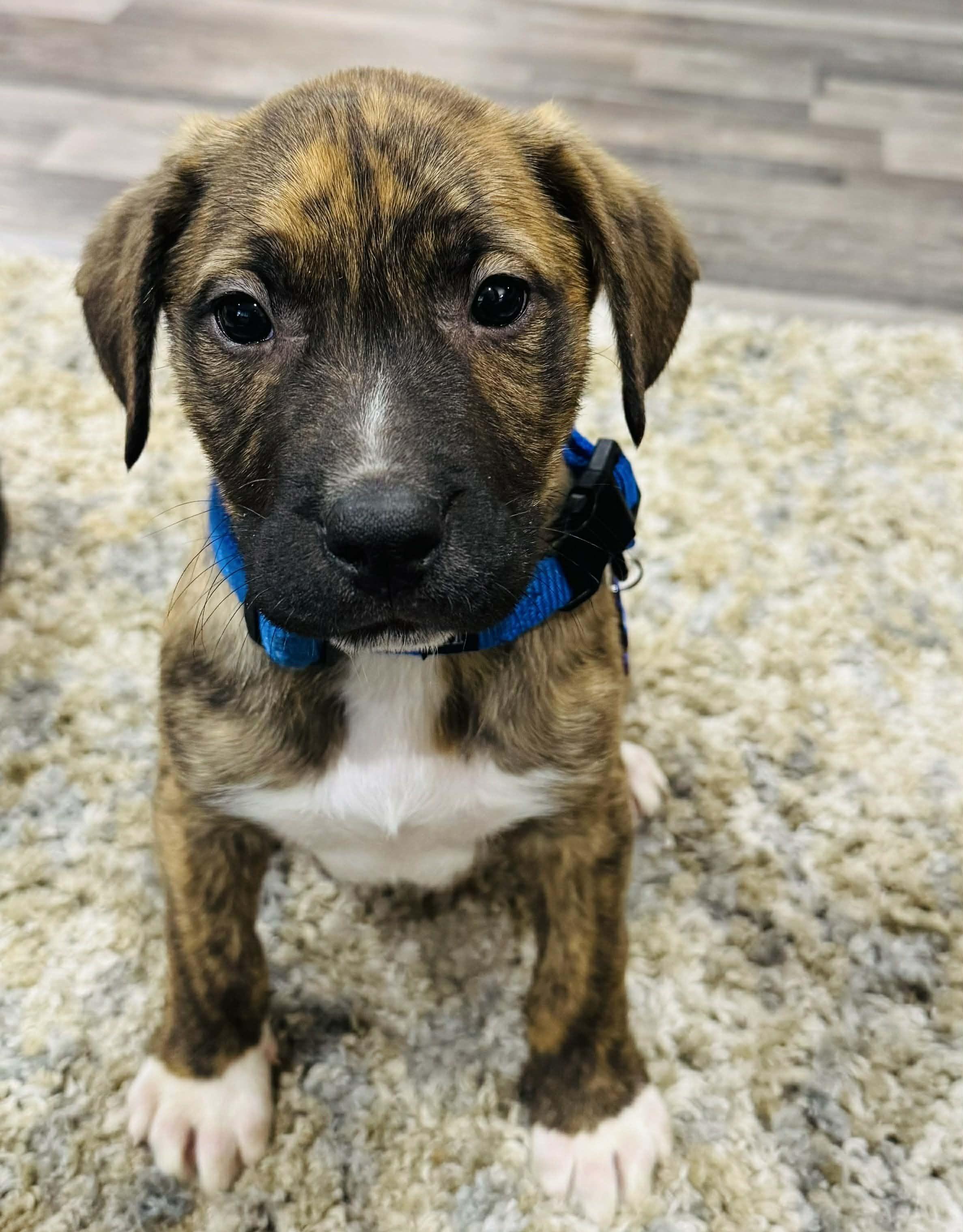 Blue, Adopted, Young Male Pit Bull Terrier & Rottweiler.