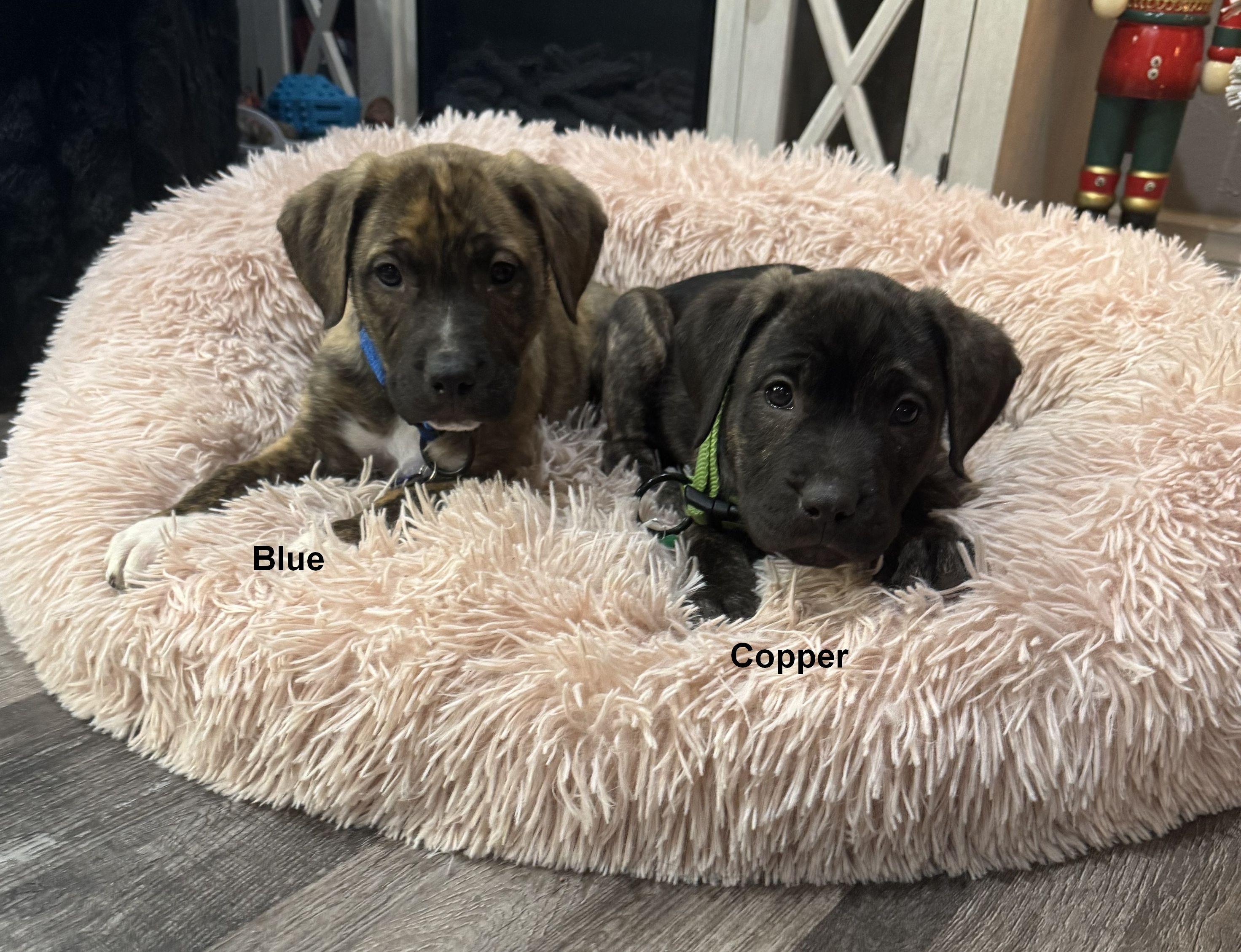 Enlarge Blue, a Adopted mixed breed in LEWISTON, ID image 2/4