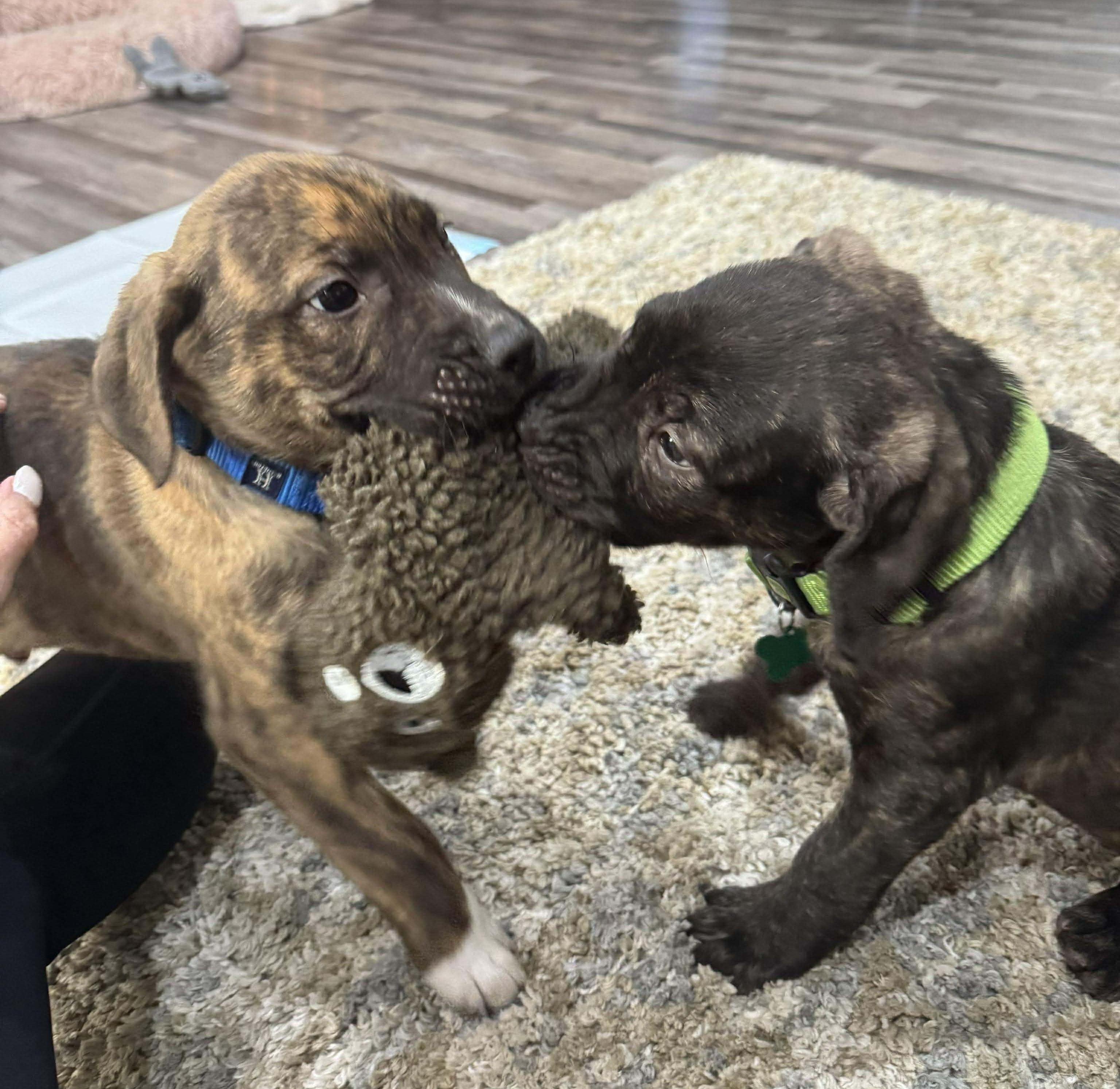 Enlarge Blue, a Adopted mixed breed in LEWISTON, ID image 3/4