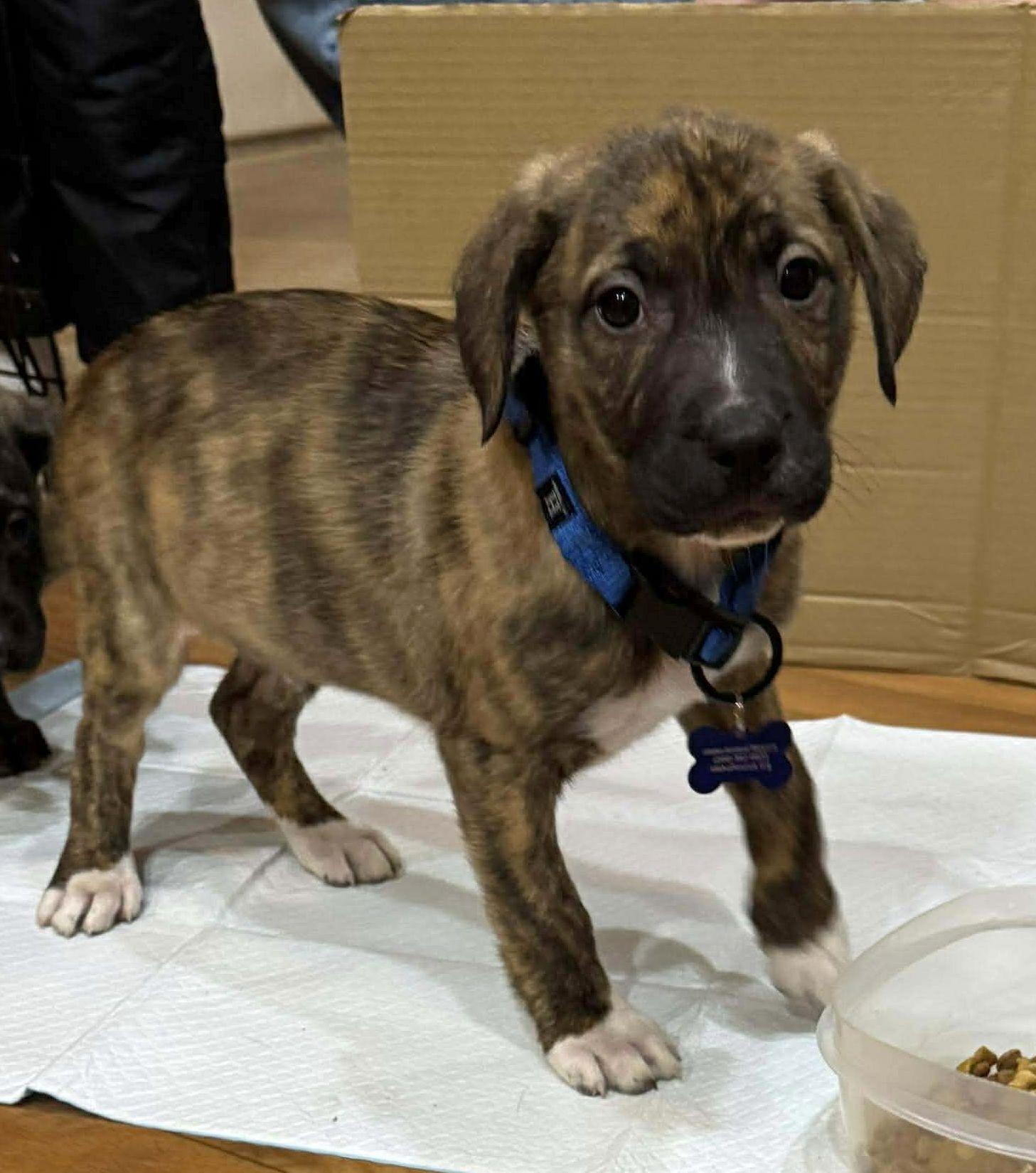 Enlarge Blue, a Adopted mixed breed in LEWISTON, ID image 4/4