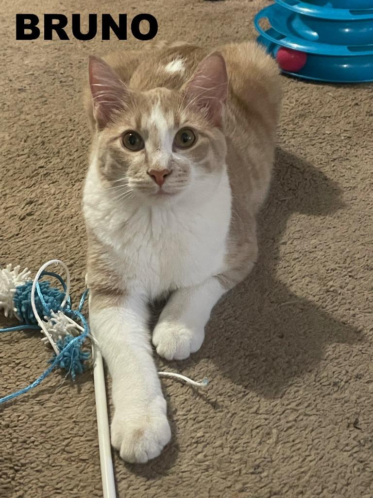 Bruno, Adopted, Kitten Male Domestic Short Hair.