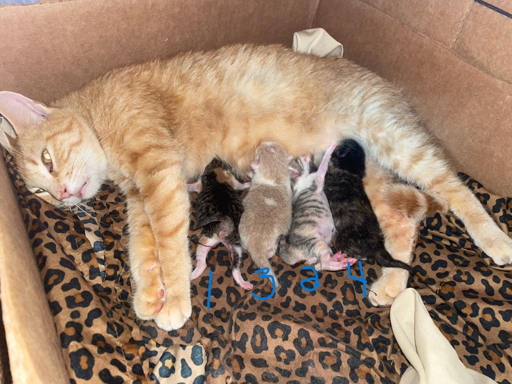 Enlarge Bruno, a Adopted mixed breed in Owatonna, MN image 2/6