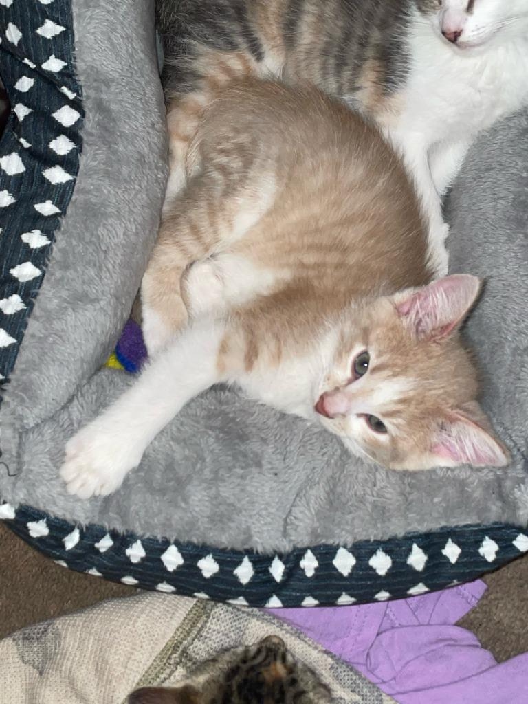 Enlarge Bruno, a Adopted mixed breed in Owatonna, MN image 3/6