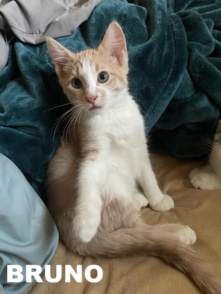 Enlarge Bruno, a Adopted mixed breed in Owatonna, MN image 5/6