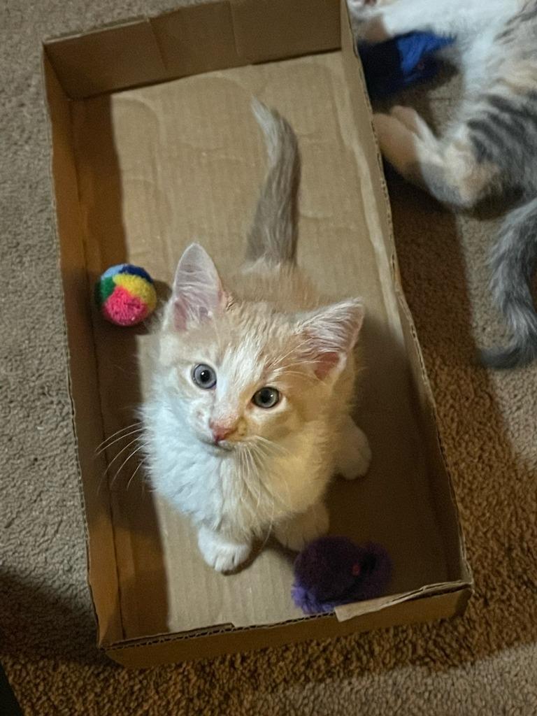 Enlarge Bruno, a Adopted mixed breed in Owatonna, MN image 6/6