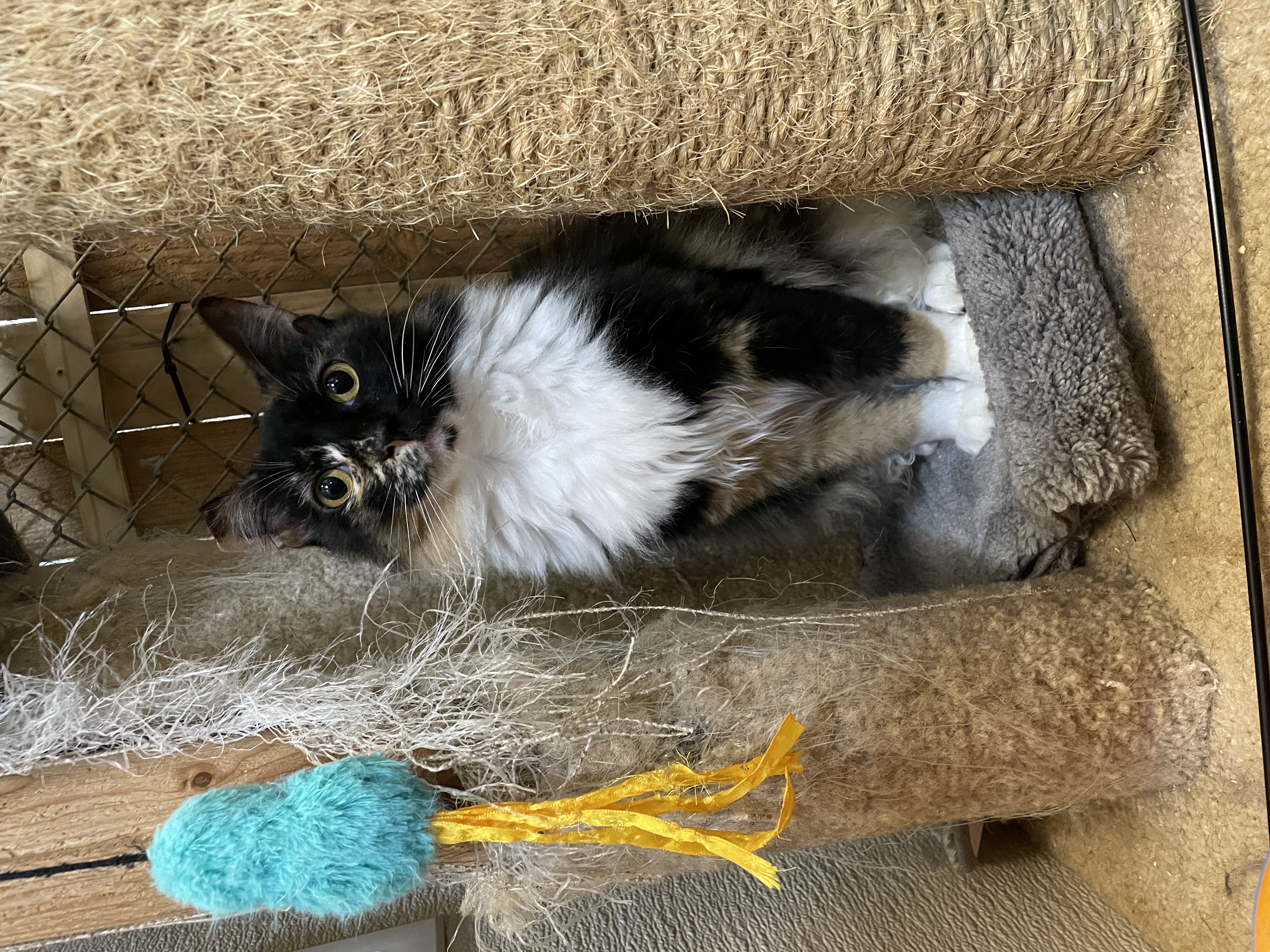 Enlarge Yarrow, a Adopted Domestic Medium Hair image 5/6