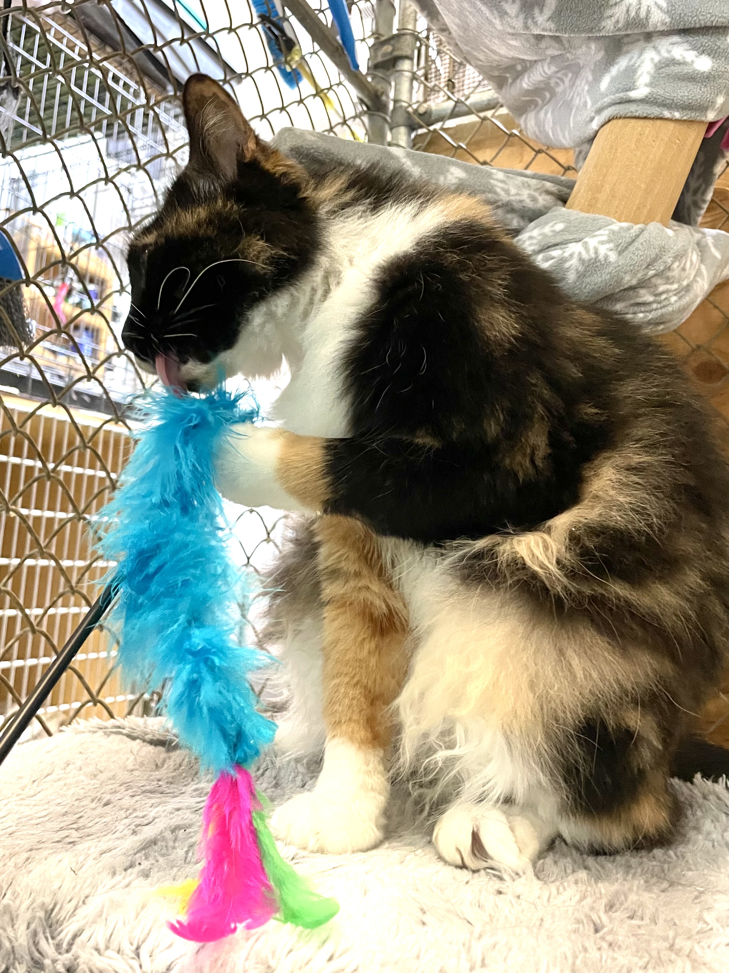 Enlarge Yarrow, a Adopted Domestic Medium Hair image 3/6