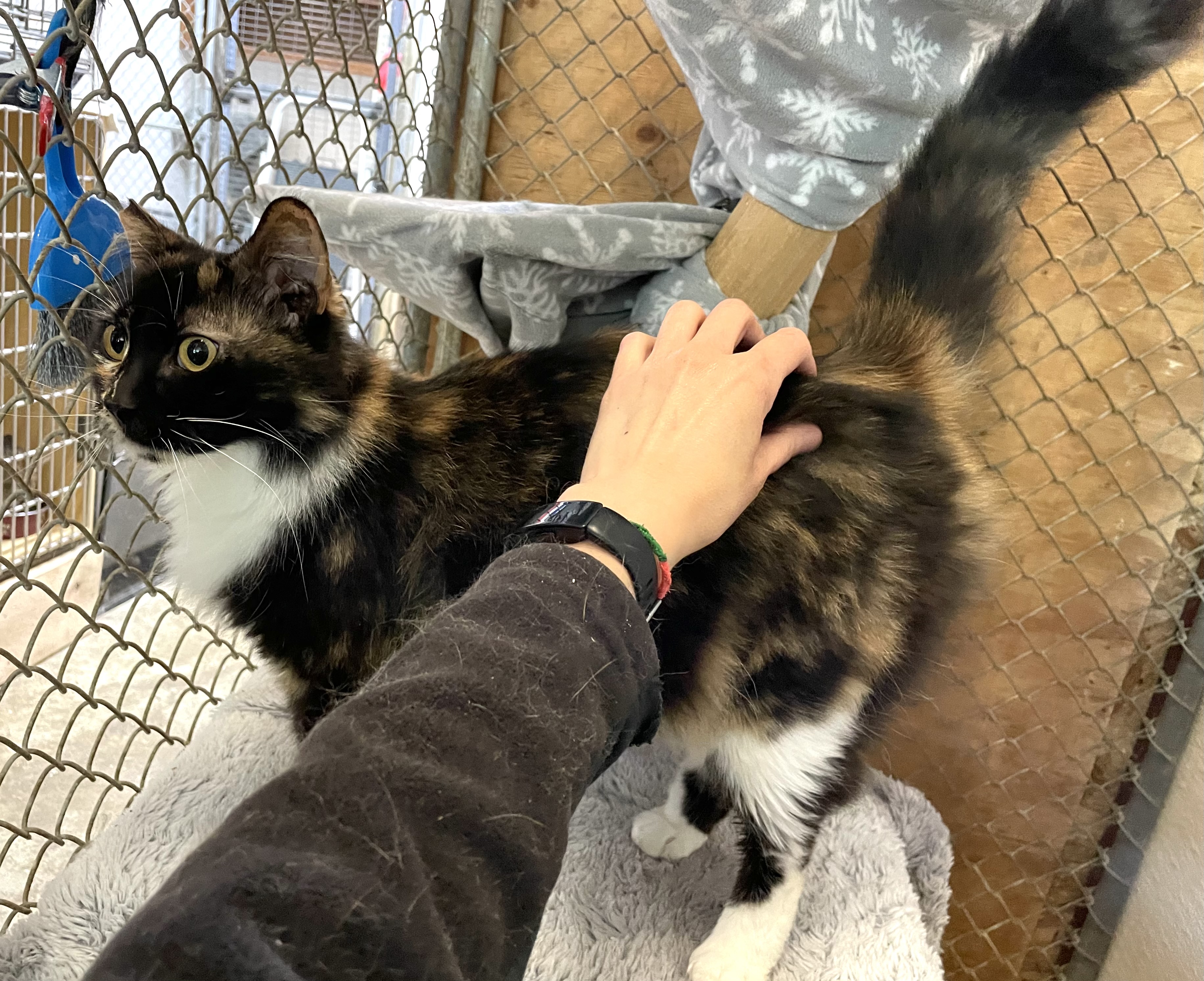 Enlarge Yarrow, a Adopted Domestic Medium Hair image 6/6