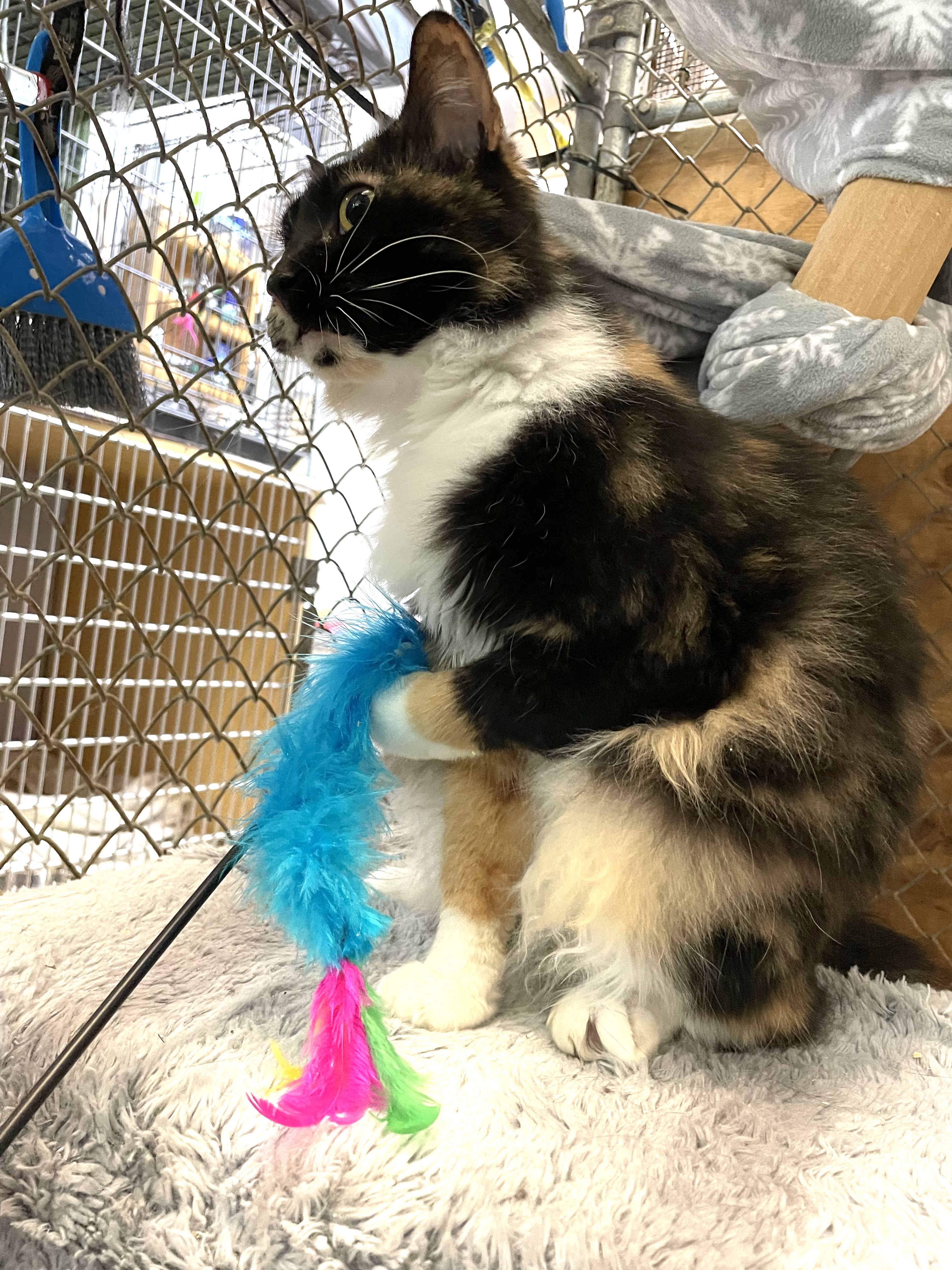 Enlarge Yarrow, a Adopted Domestic Medium Hair image 1/6