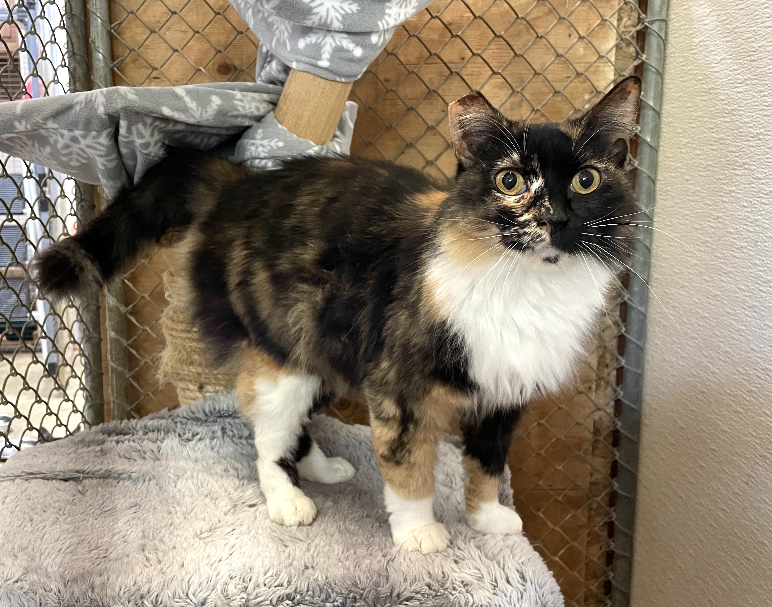 Enlarge Yarrow, a Adopted Domestic Medium Hair image 4/6