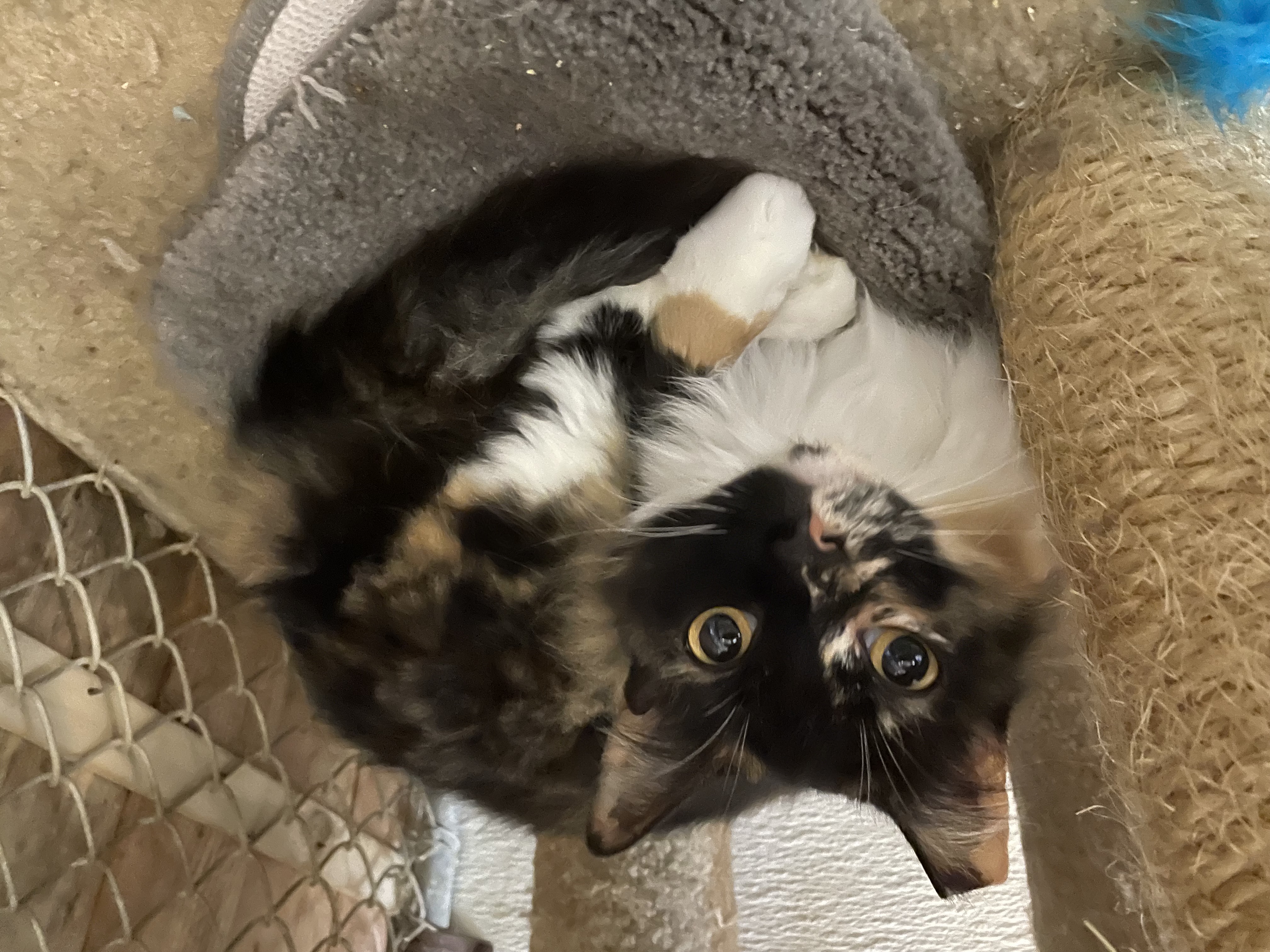 Enlarge Yarrow, a Adopted Domestic Medium Hair image 2/6