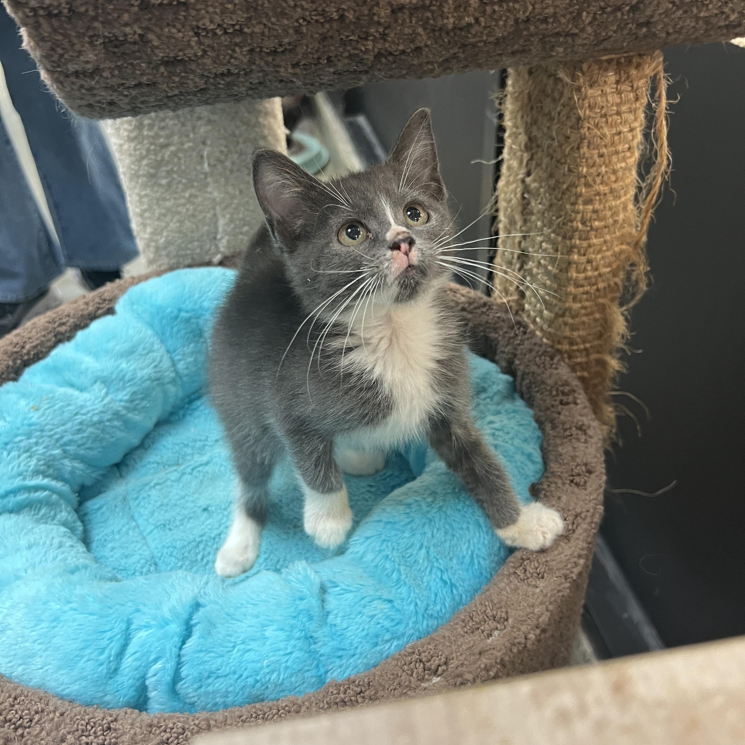 Enlarge Biscuit, a ADOPTABLE mixed breed in Bradenton, FL image 1/1