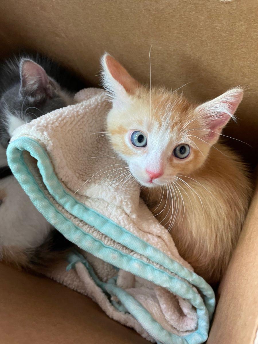 Peter, Baby Male Domestic Short Hair
