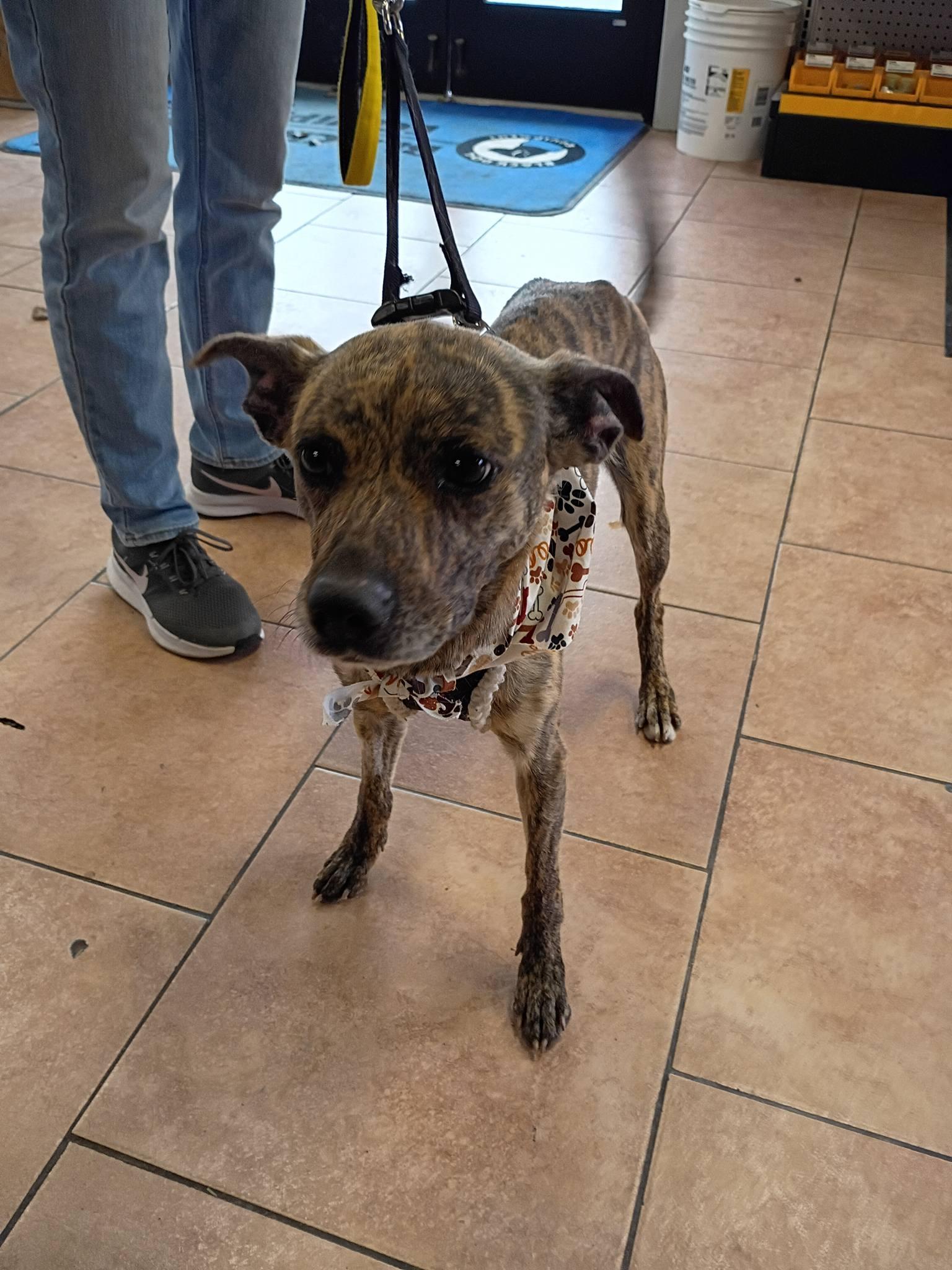 Enlarge Brin , a ADOPTABLE Mixed Breed in Montrose, CO image 2/3