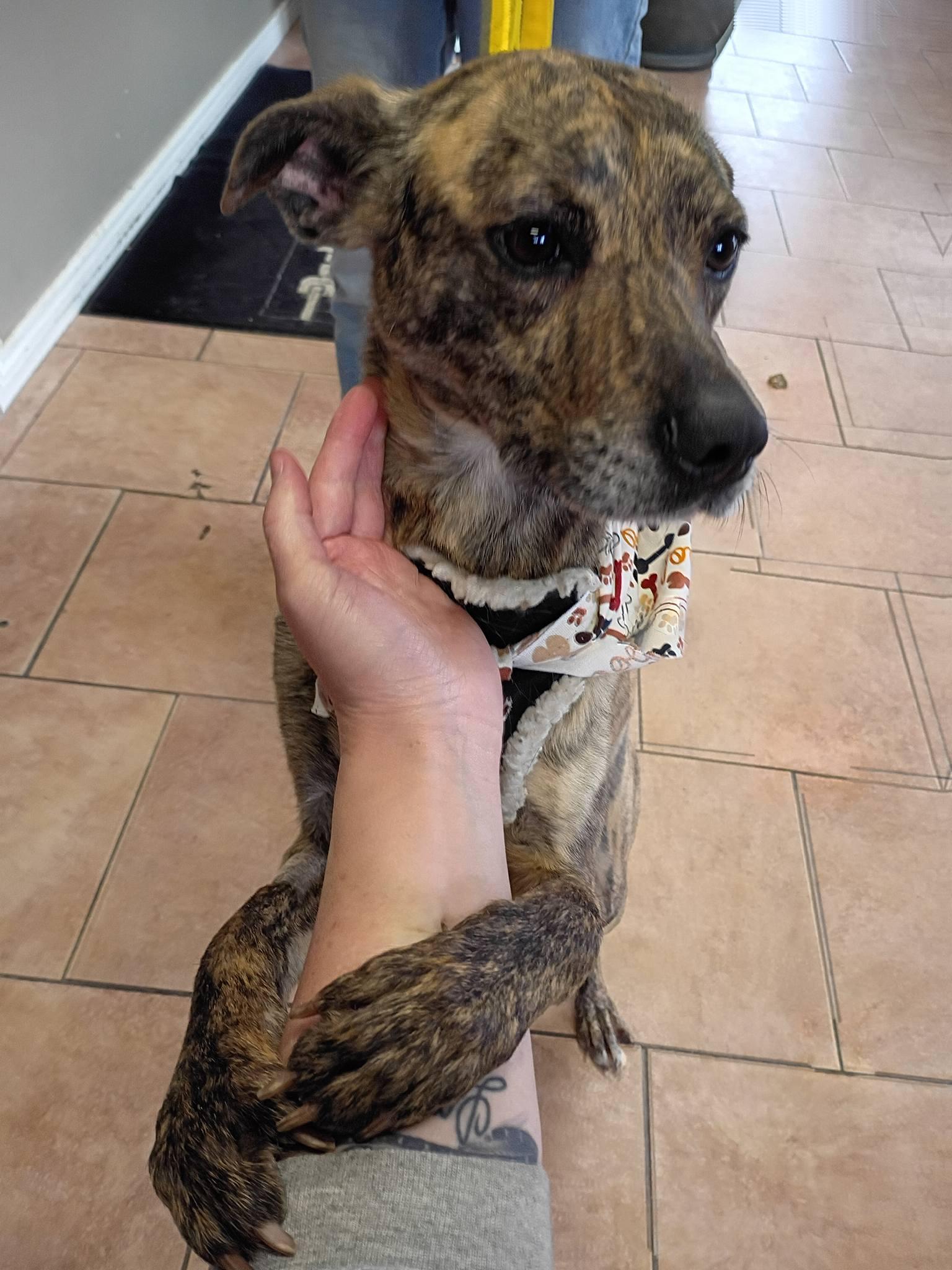 Enlarge Brin , a ADOPTABLE Mixed Breed in Montrose, CO image 1/3