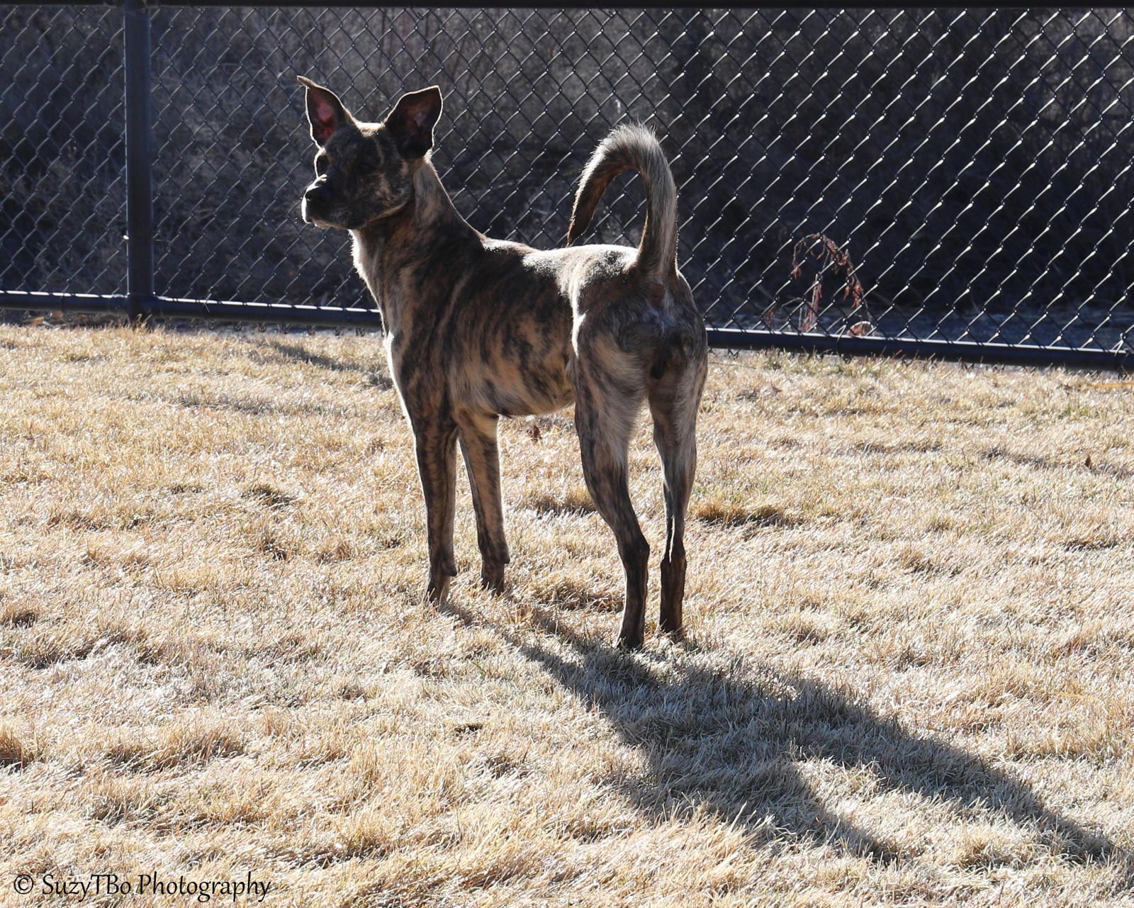 Enlarge Brin , an adopted Mixed Breed in Montrose, CO image 3/4