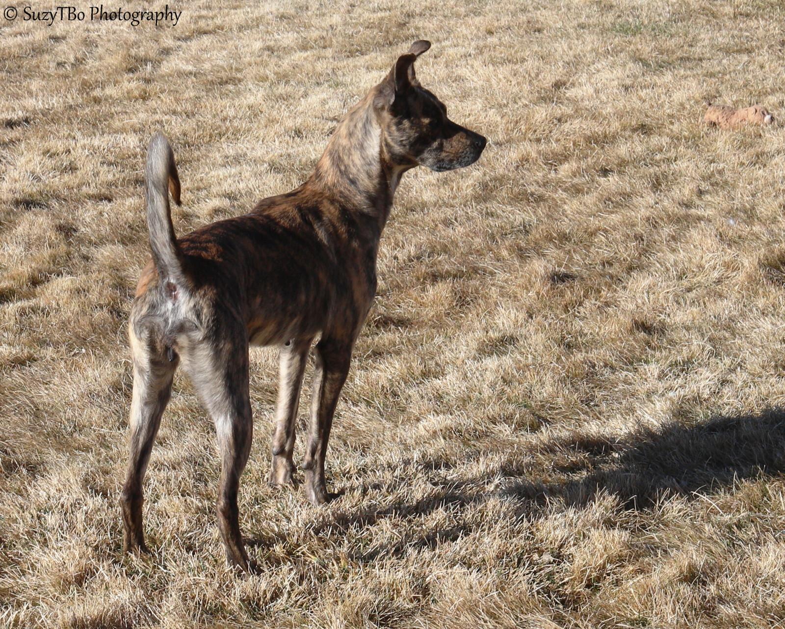Enlarge Brin , an adopted Mixed Breed in Montrose, CO image 2/4