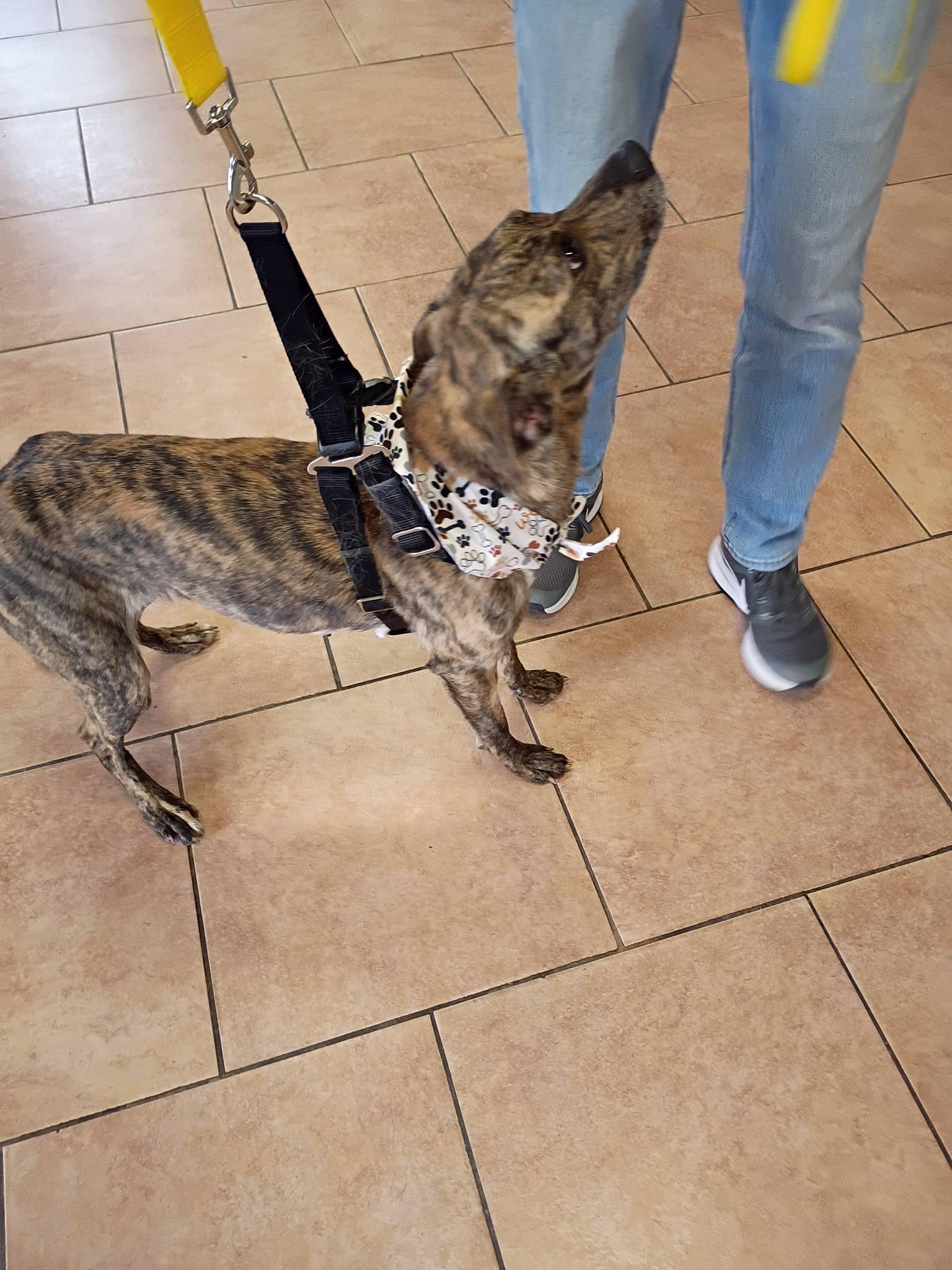 Enlarge Brin , a ADOPTABLE Mixed Breed in Montrose, CO image 3/3