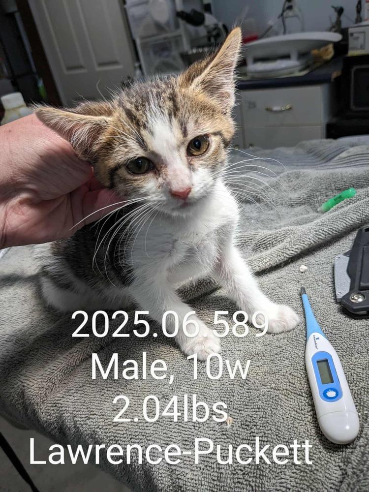 Enlarge Christopher, a Adopted Domestic Short Hair in Lewisburg, TN image 1/1