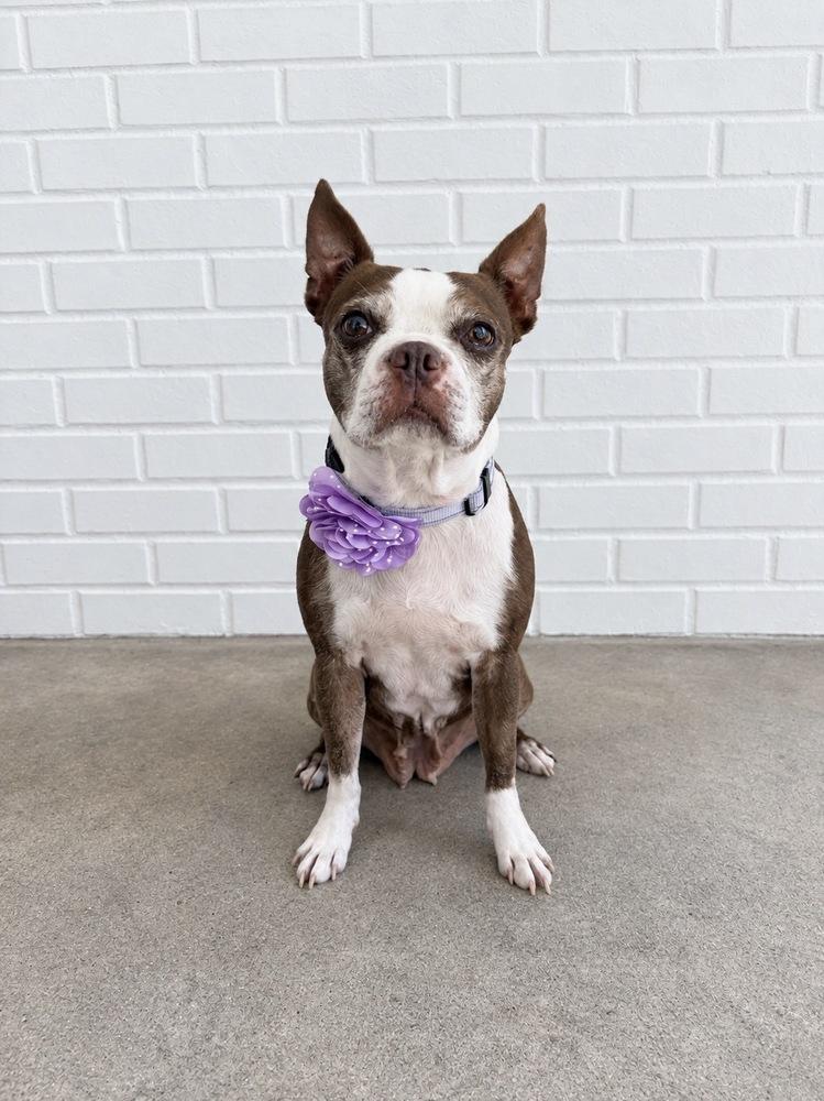 Emmi, Adoptable, Adult Female Boston Terrier.