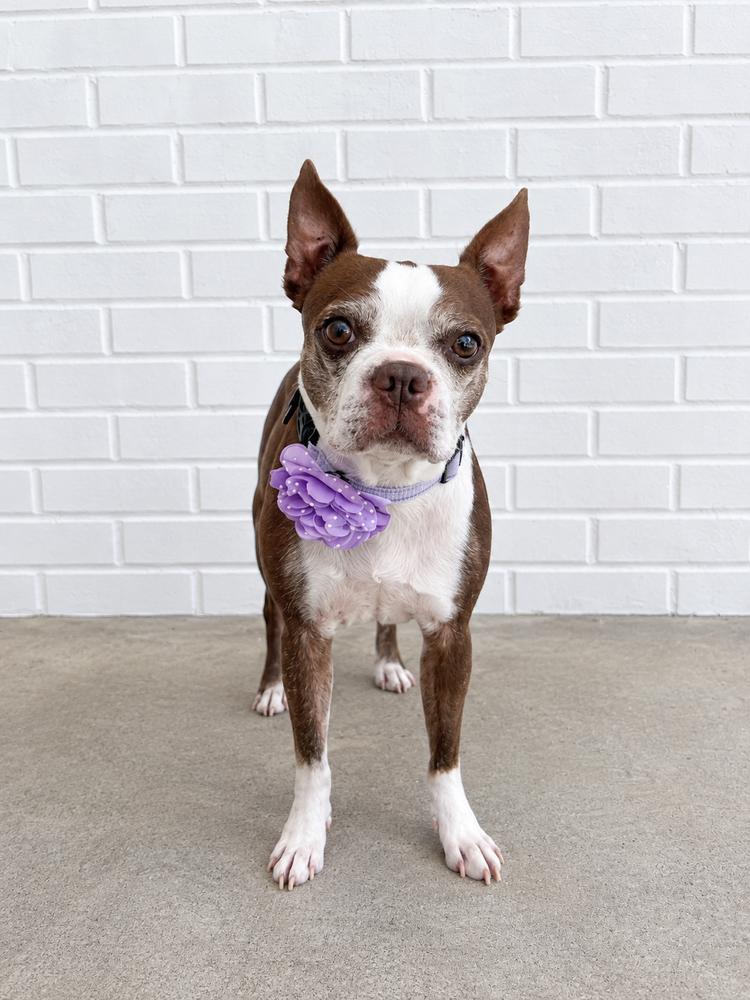 Enlarge Emmi, a Adoptable Boston Terrier in Frisco, TX image 2/6