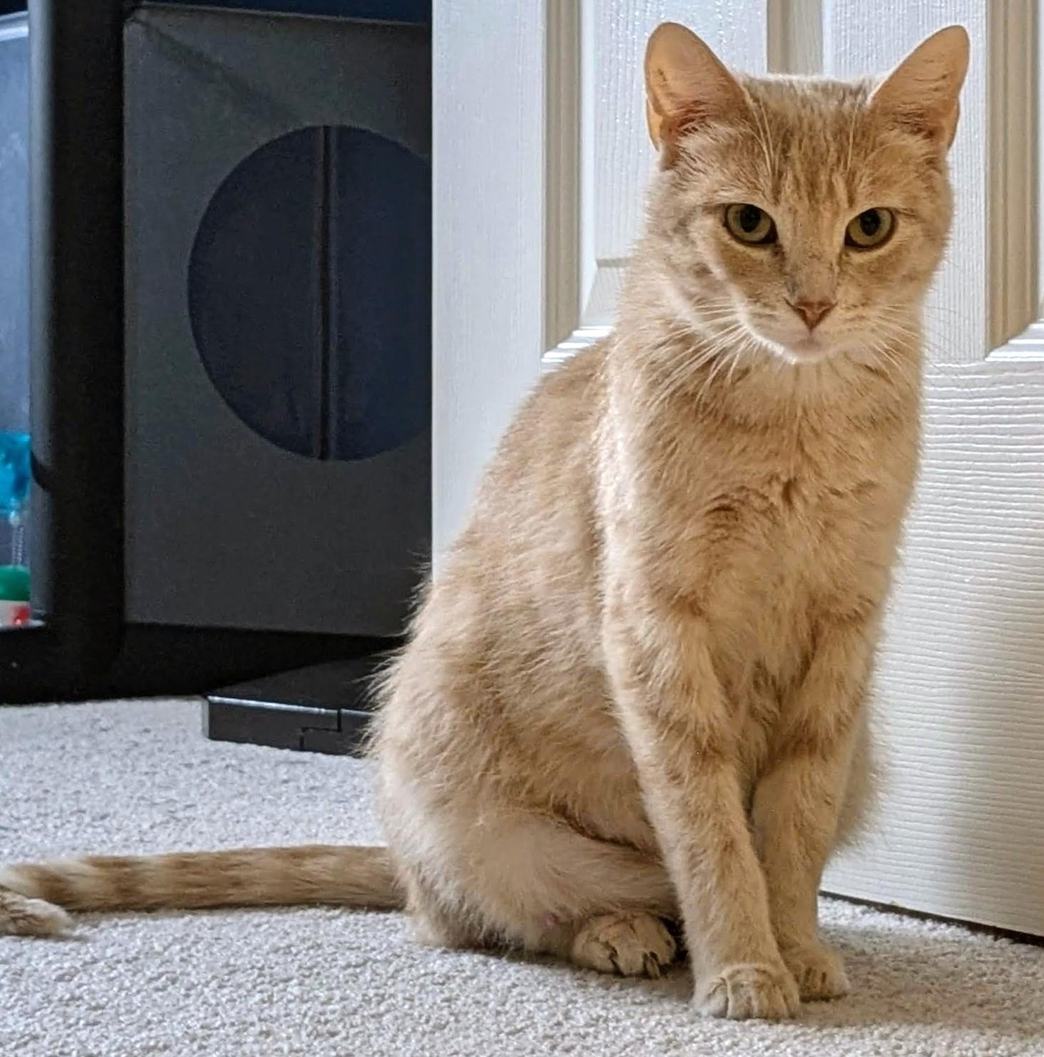 Nessie, Adult Female unknown