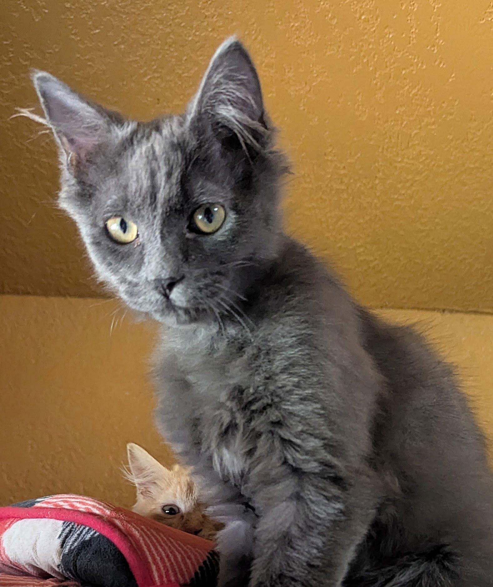 TEAL and BENTLEY #1843 -Offered by Owner, Adoptable, Young Male Domestic Long Hair.