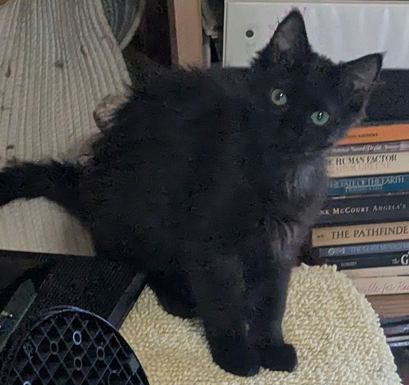 Enlarge TEAL and BENTLEY #1843 -Offered by Owner, a Adoptable Domestic Long Hair in Hillsboro, OR image 2/3