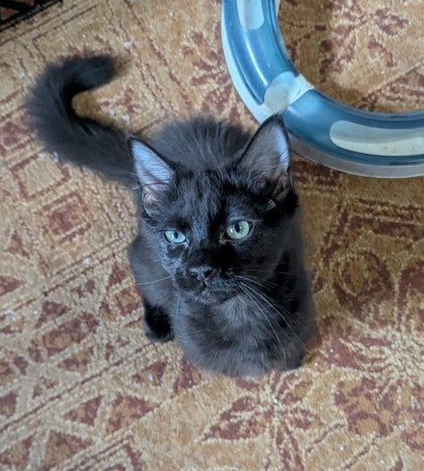 Enlarge TEAL and BENTLEY #1843 -Offered by Owner, a Adoptable Domestic Long Hair in Hillsboro, OR image 3/3