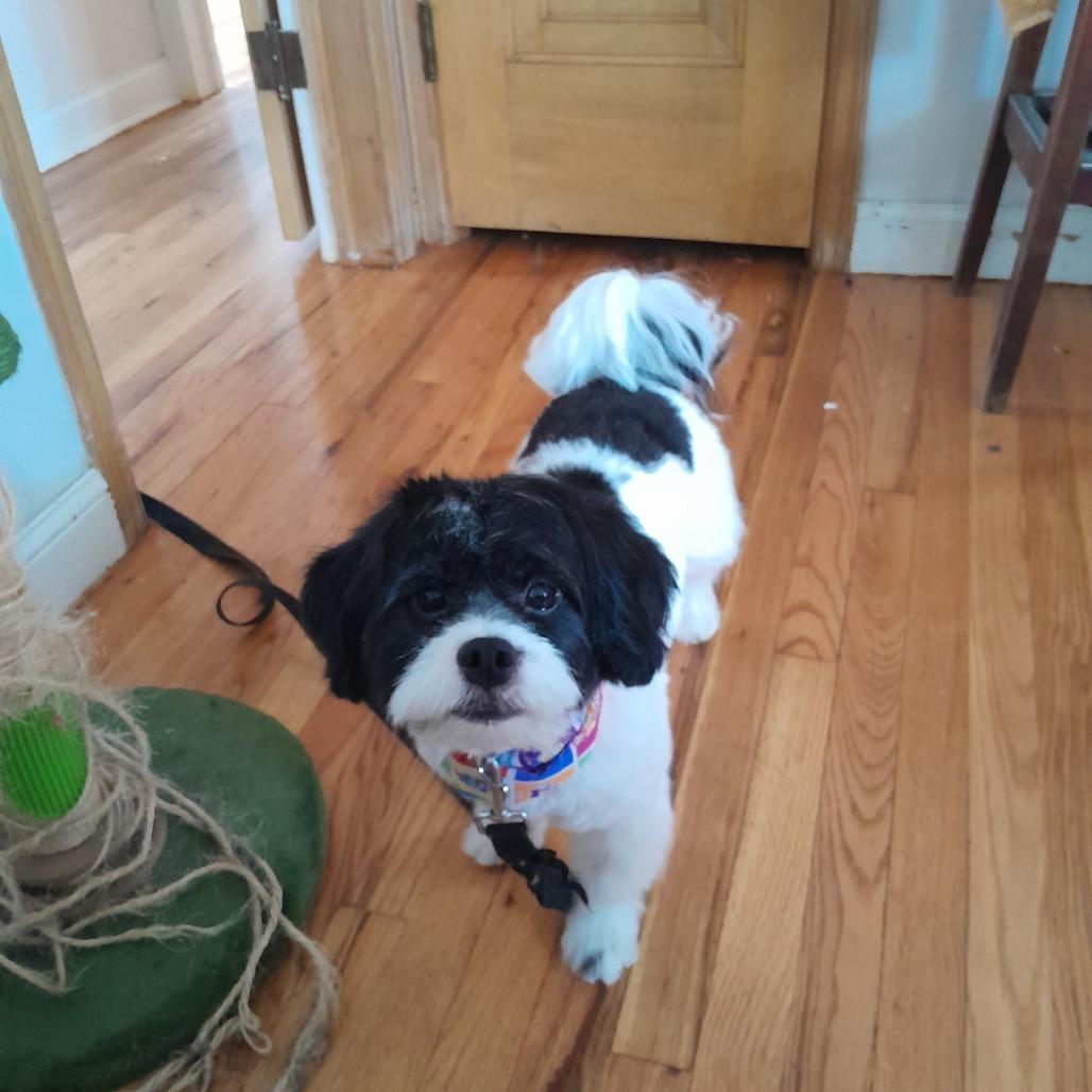 Reiki, Adoptable, Young Male Lhasa Apso & Bichon Frise.
