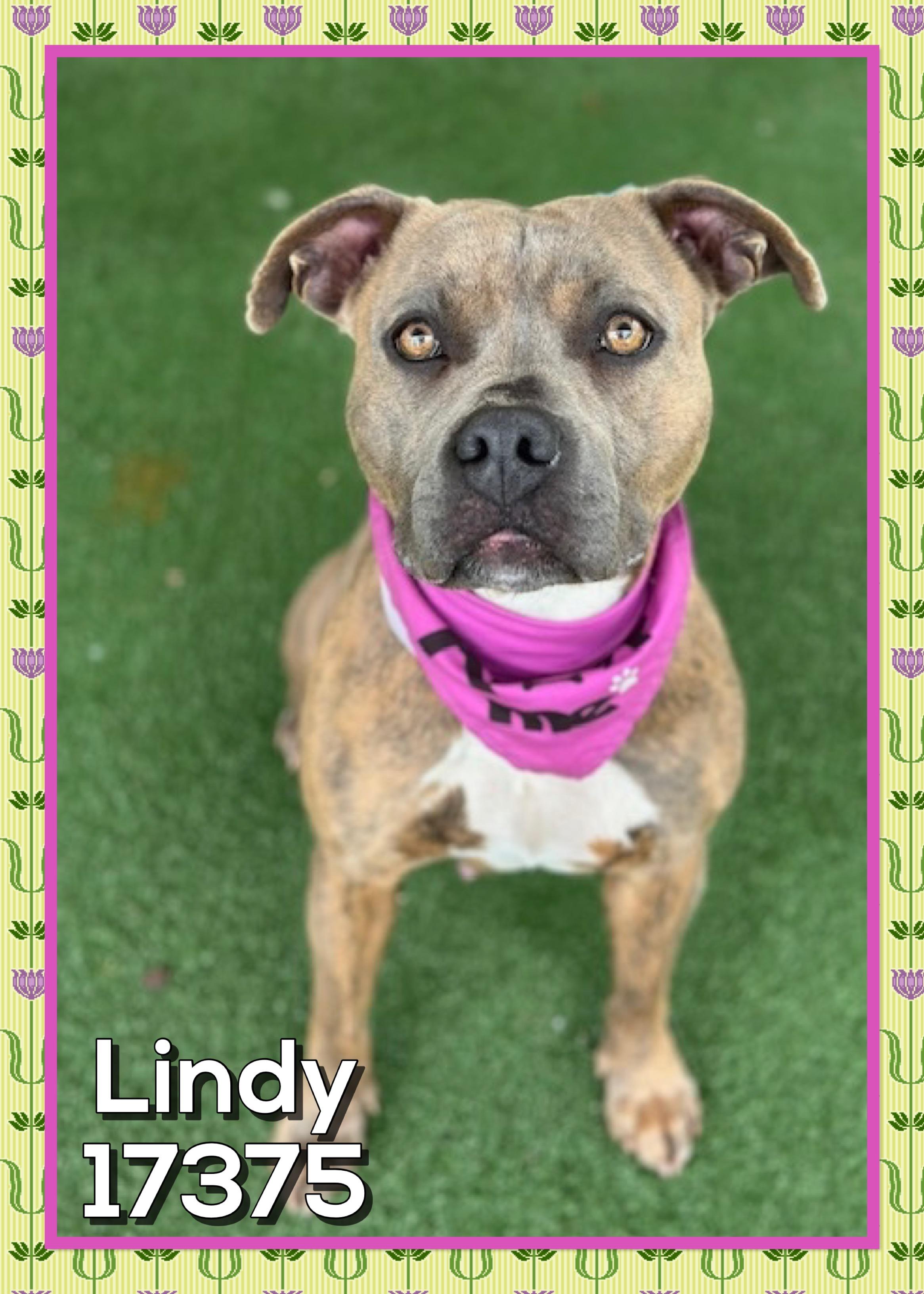 Enlarge LINDY/NALA (reclaimed), an adopted mixed breed in Marietta, GA image 1/5
