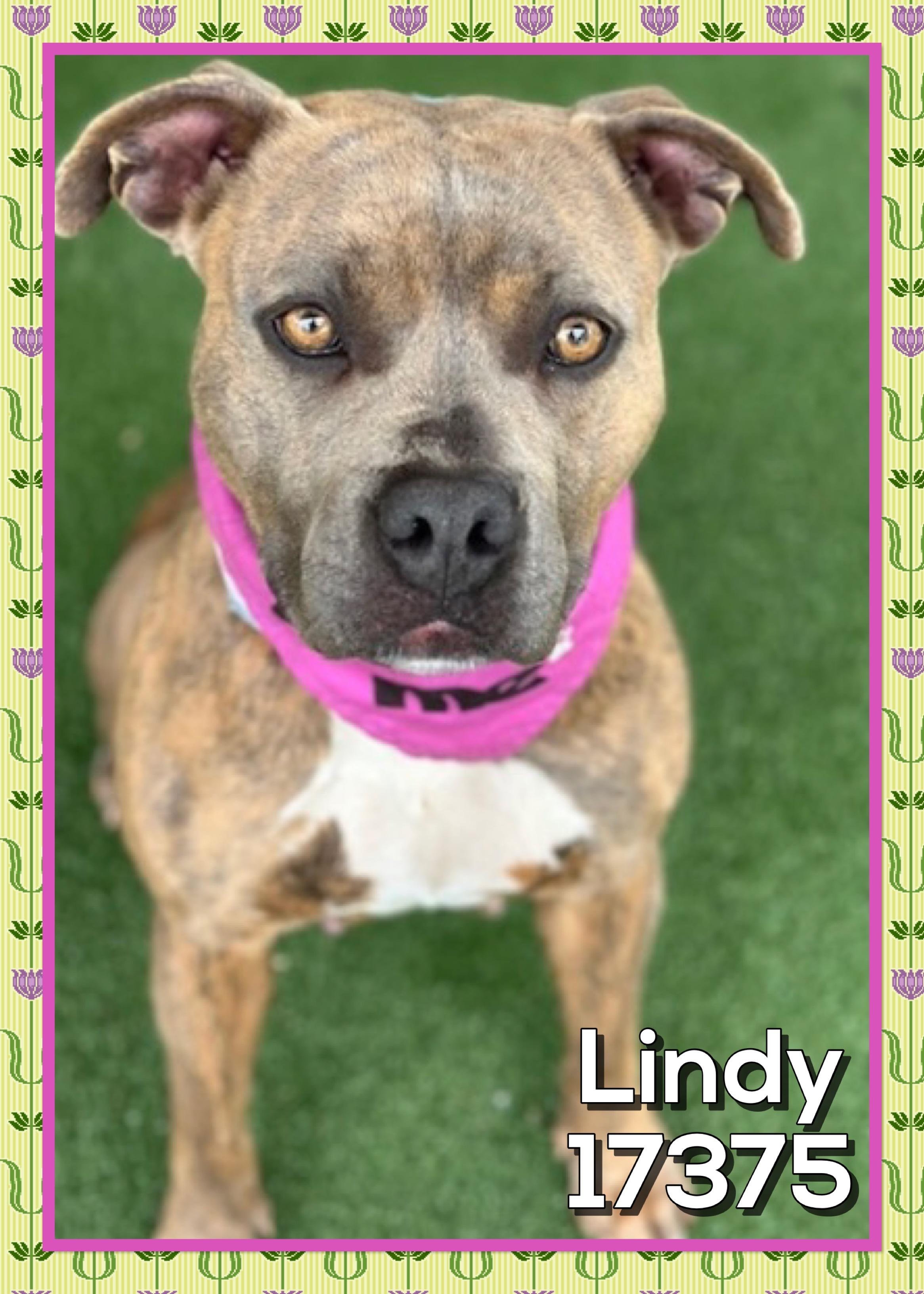 Enlarge LINDY/NALA (reclaimed), an adopted mixed breed in Marietta, GA image 4/5