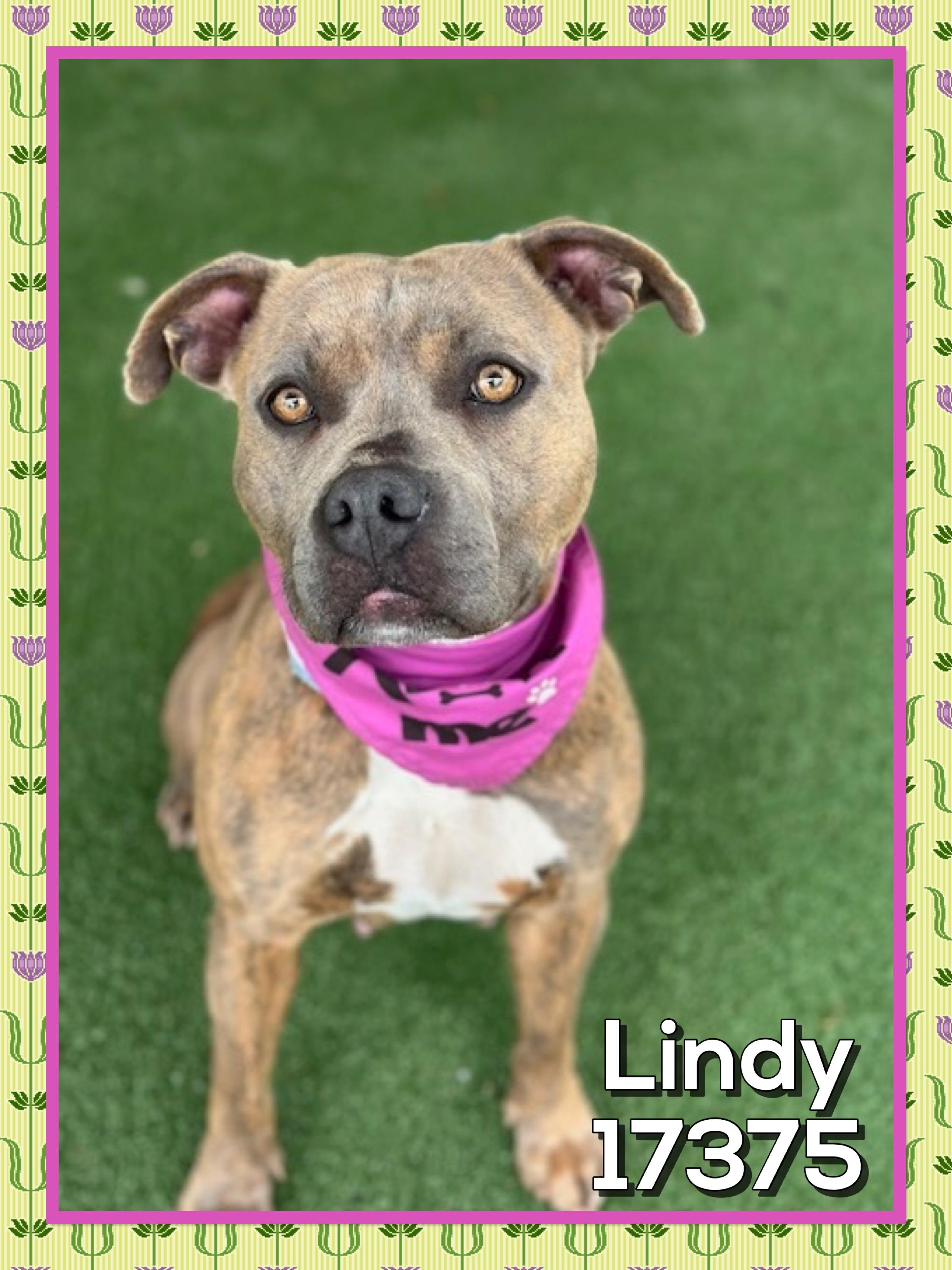 Enlarge LINDY/NALA (reclaimed), an adopted mixed breed in Marietta, GA image 5/5