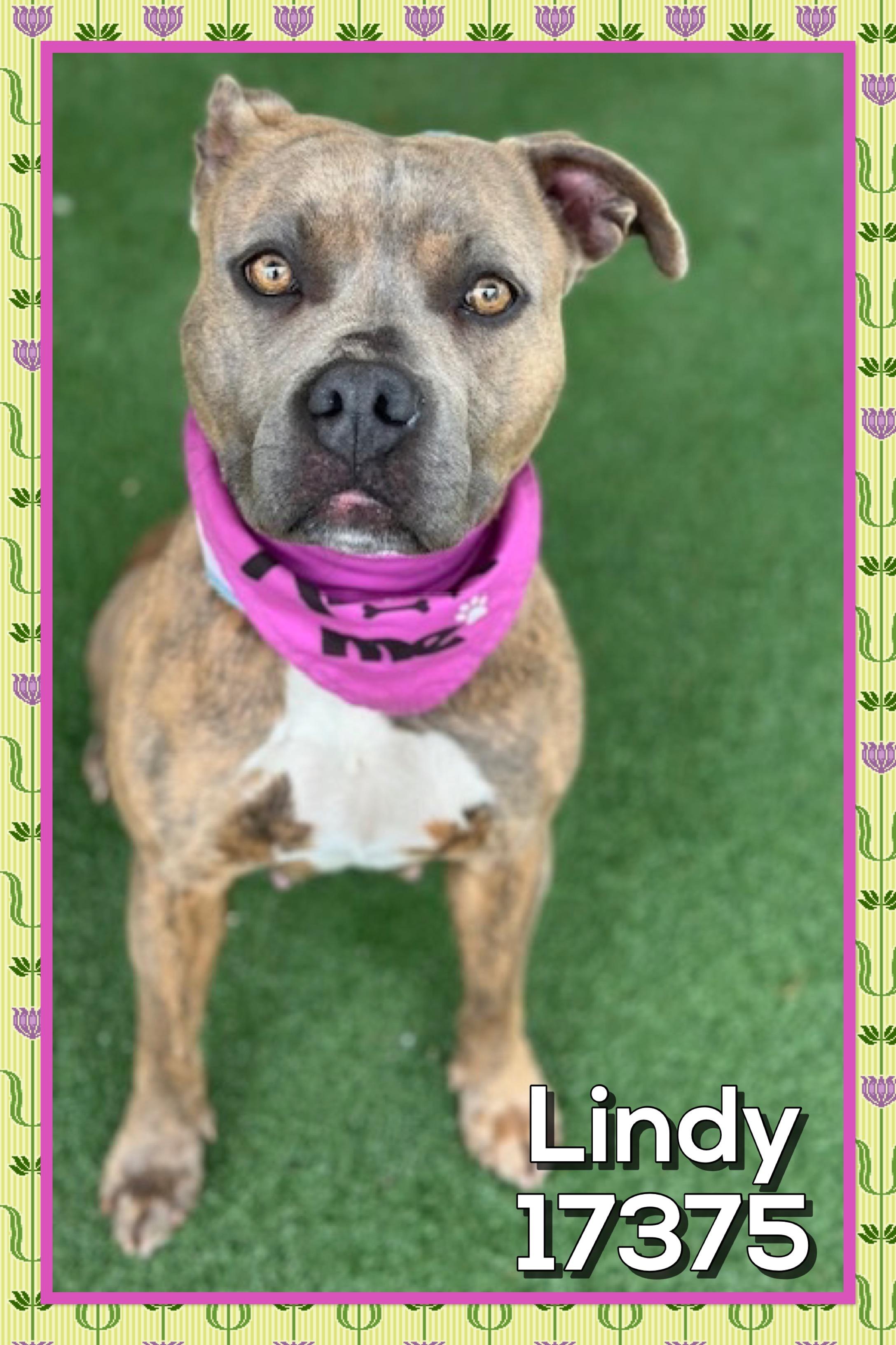 Enlarge LINDY/NALA (reclaimed), an adopted mixed breed in Marietta, GA image 3/5