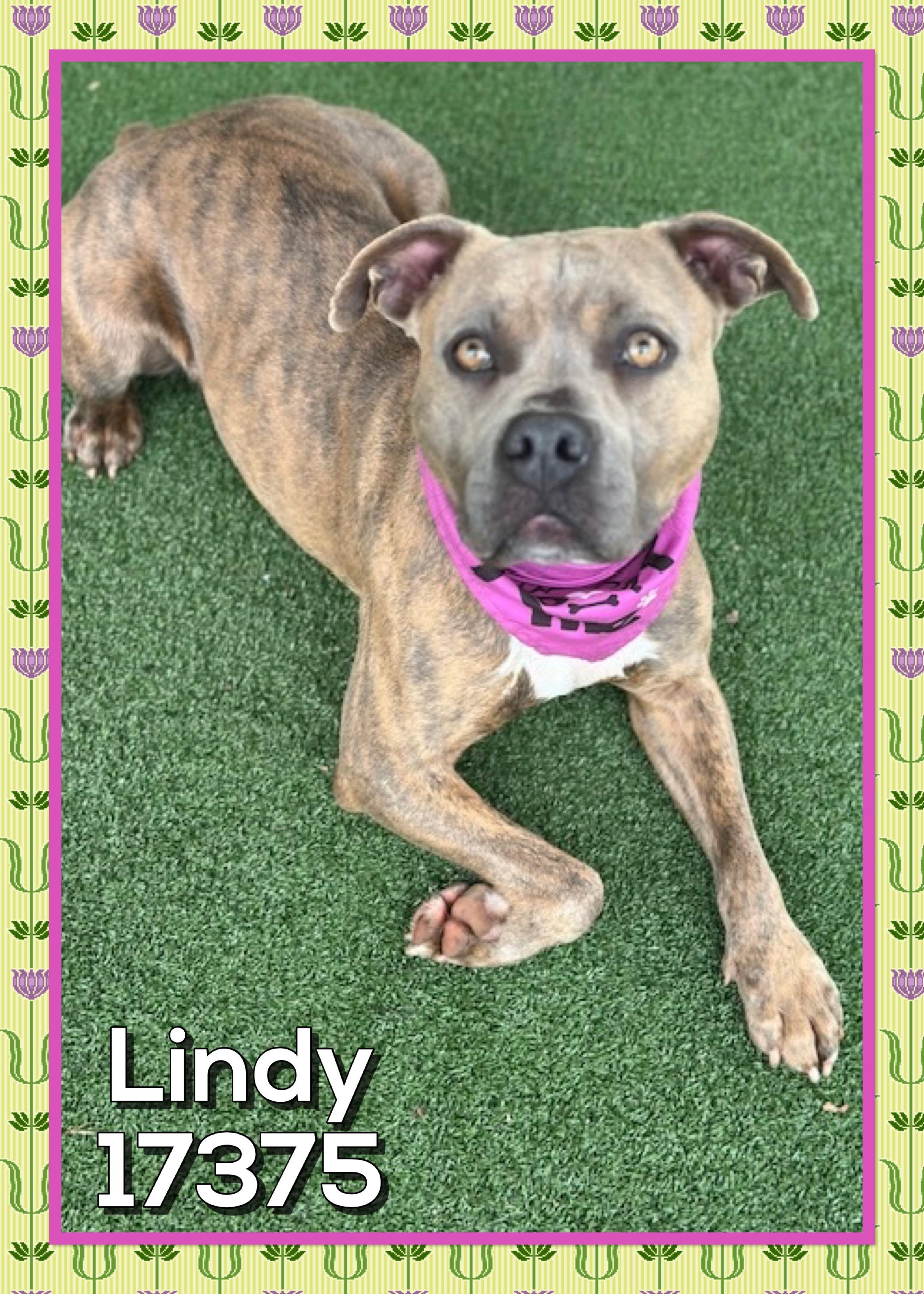 Enlarge LINDY/NALA (reclaimed), an adopted mixed breed in Marietta, GA image 2/5