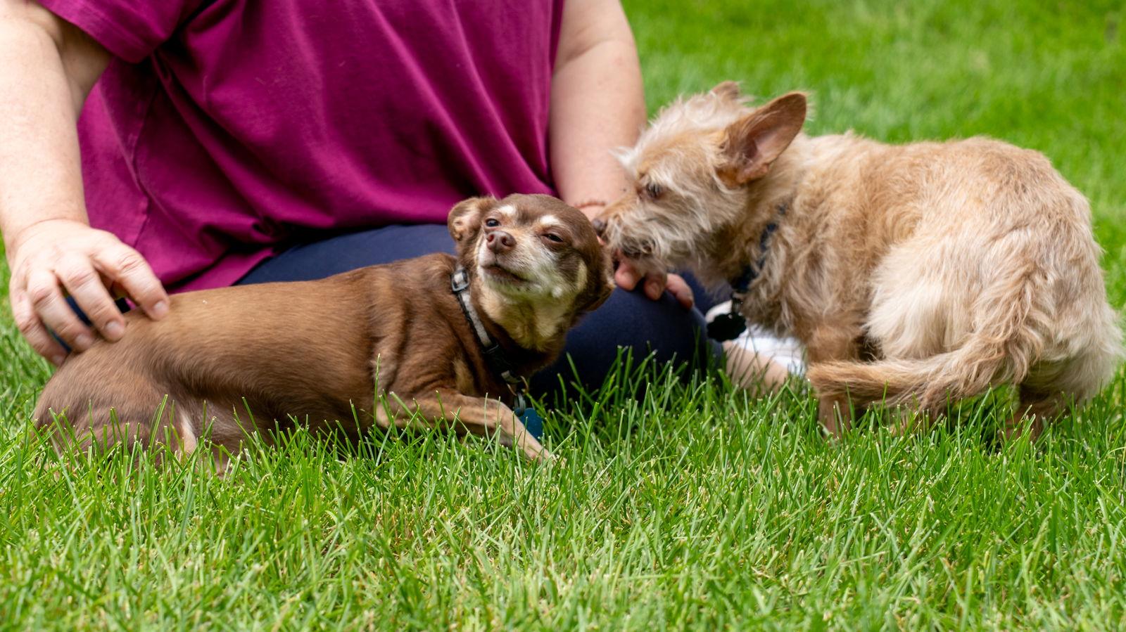 Enlarge Hairy, a Adoptable mixed breed in Elk River, MN image 2/3