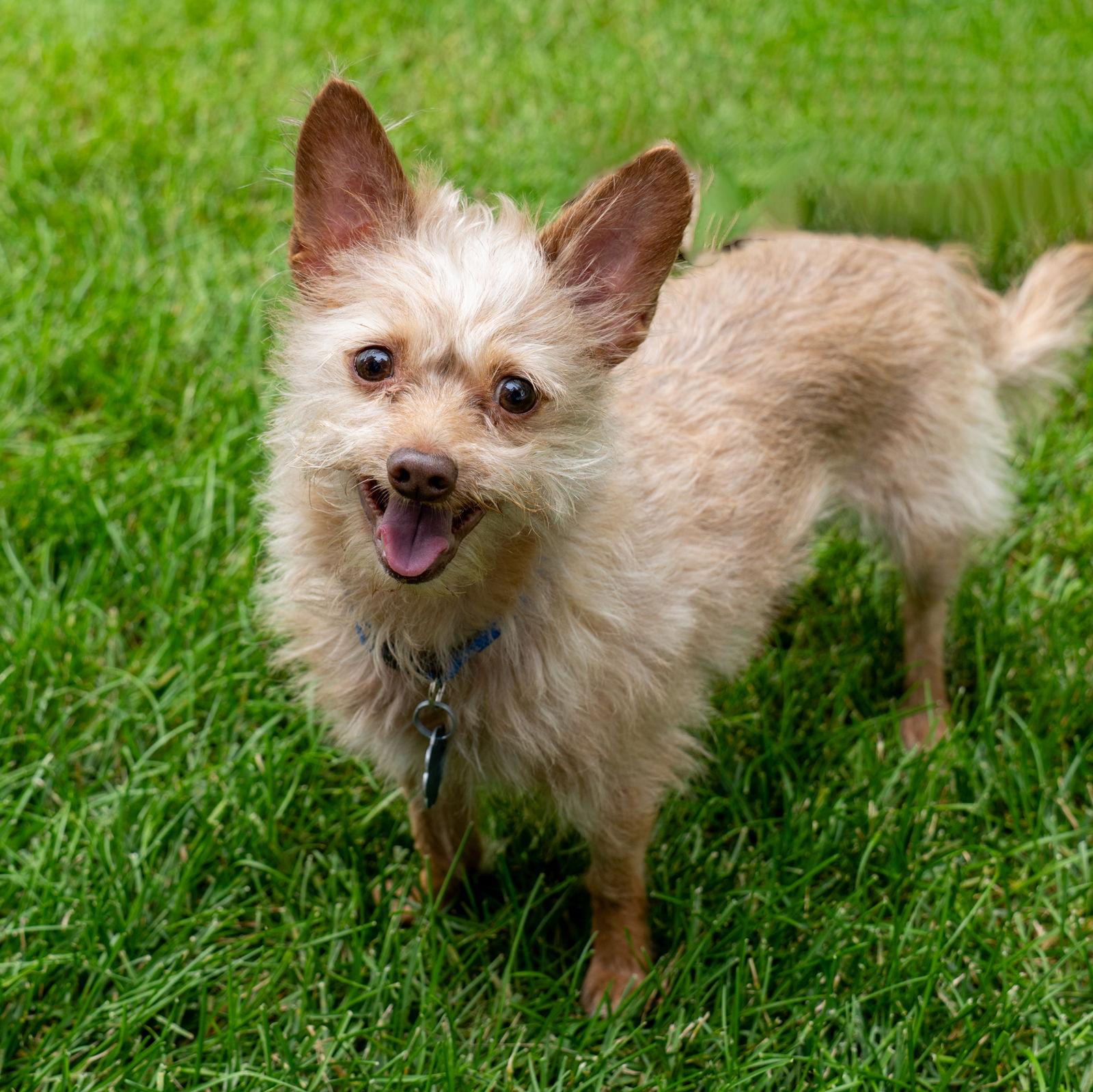 Hairy, Adoptable, Adult Male Chihuahua & Maltese.