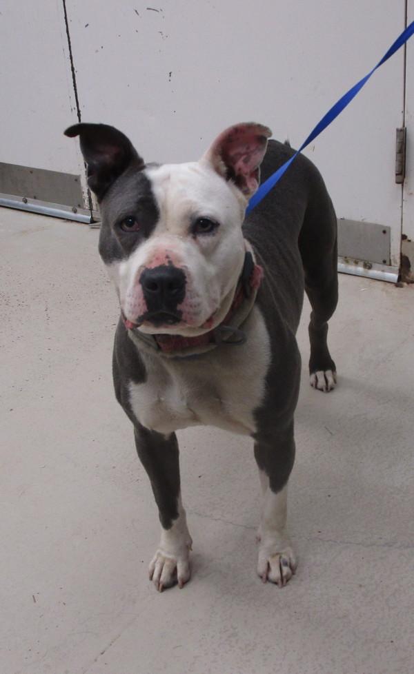 Enlarge Jade(811), a Adoptable mixed breed in Marietta, GA image 1/1