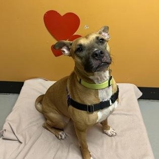 Enlarge Sandy, a ADOPTABLE mixed breed in Bellingham, WA image 1/2