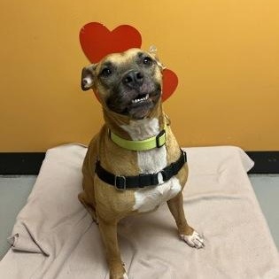 Enlarge Sandy, a ADOPTABLE mixed breed in Bellingham, WA image 2/2