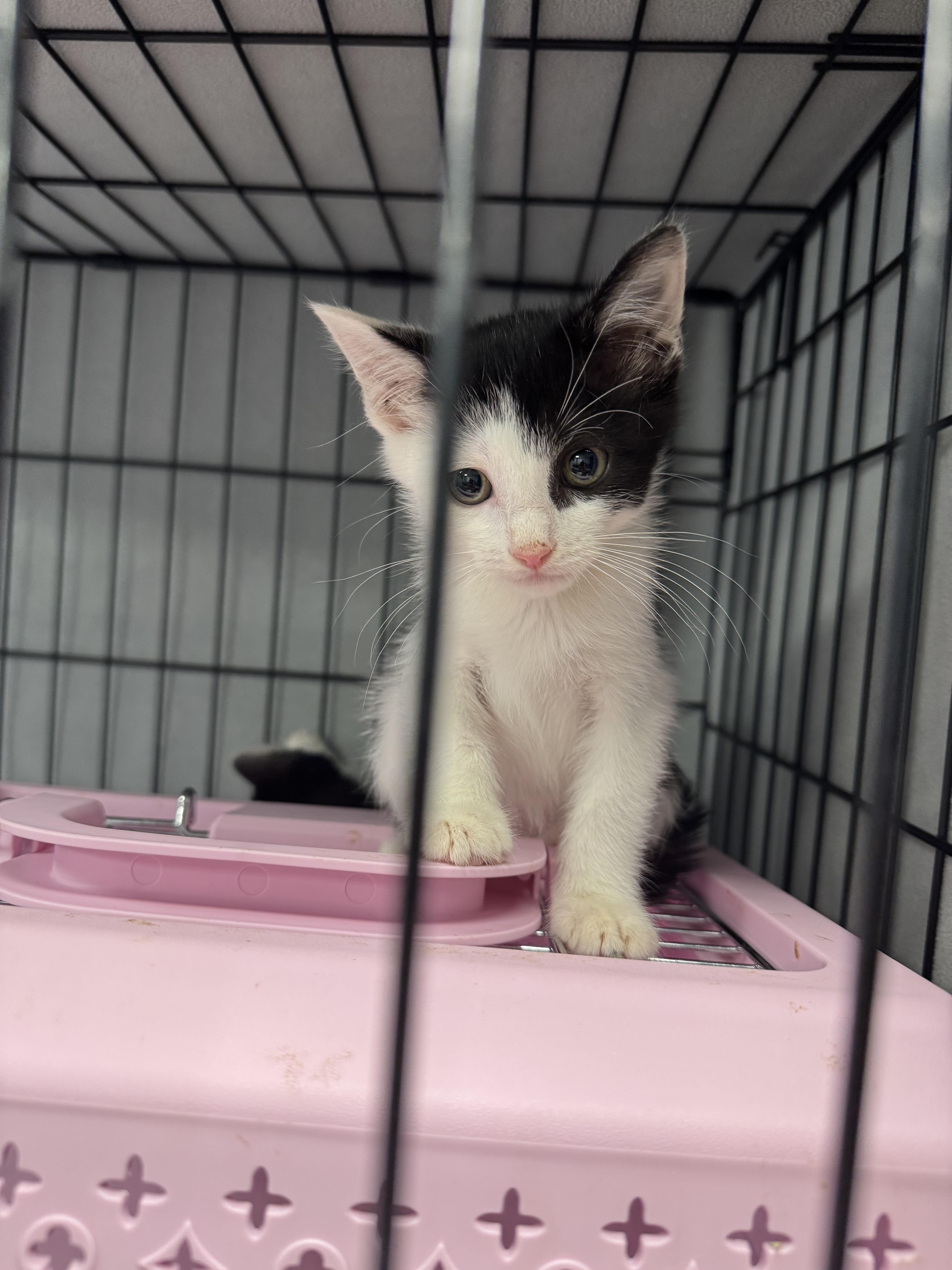 Scooby Doo Litter, a ADOPTABLE Calico in Staten Island, NY image 4/4