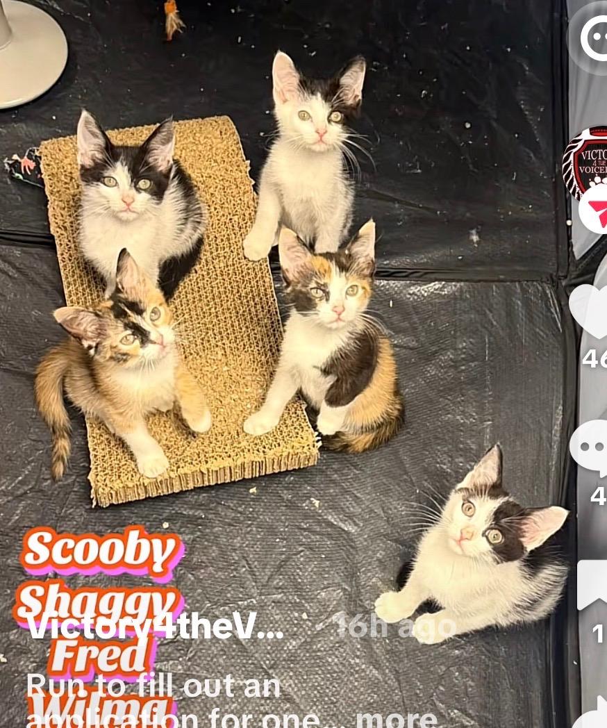 Scooby Doo Litter, a ADOPTABLE Calico in Staten Island, NY image 3/4