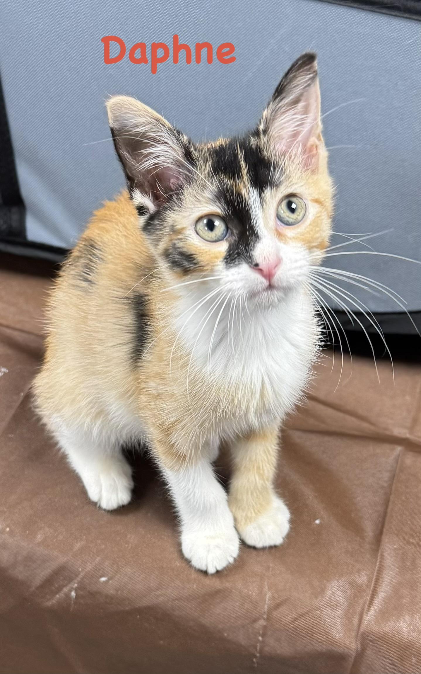 Daphne, Adoptable, Kitten Female Calico.